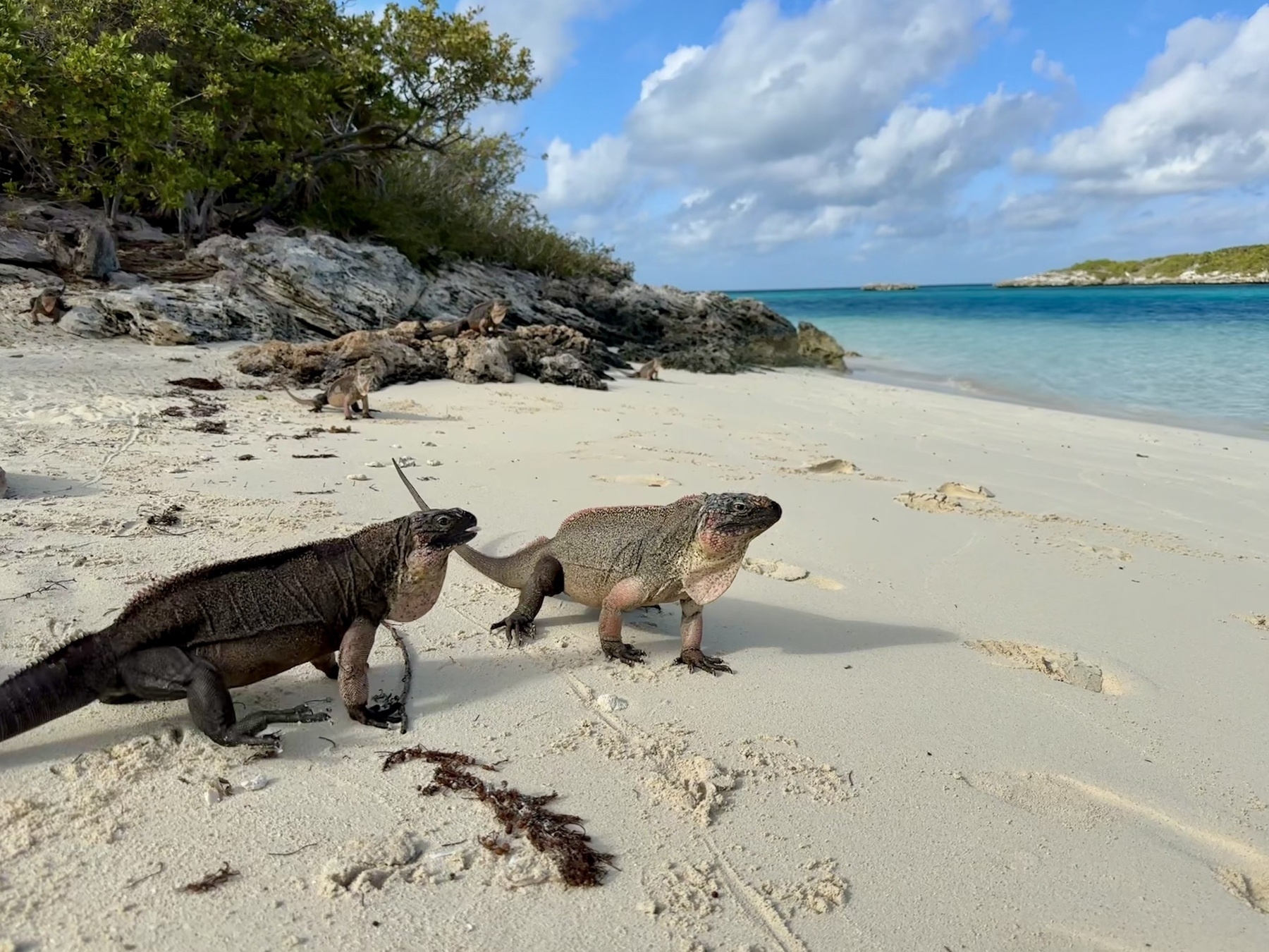 Two iguanas on a tropical beach, facing the water. One is approaching the other from the left. 