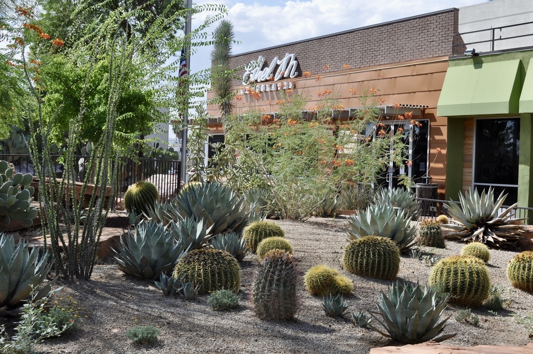 A variety of short cacti in front of the “Ethel M Chocolates” factory.