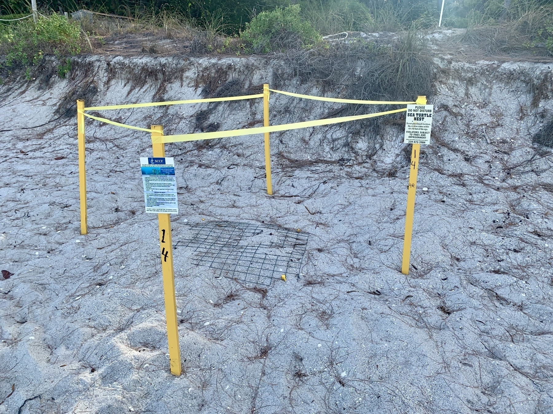 Four yellow posts cordoning off a square section of the beach. “Sea turtle nest” is written on one of the posts, with smaller print underneath.