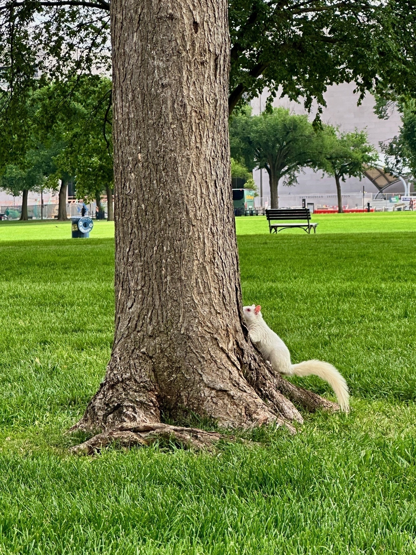 An albino squirrel climbing a tree.