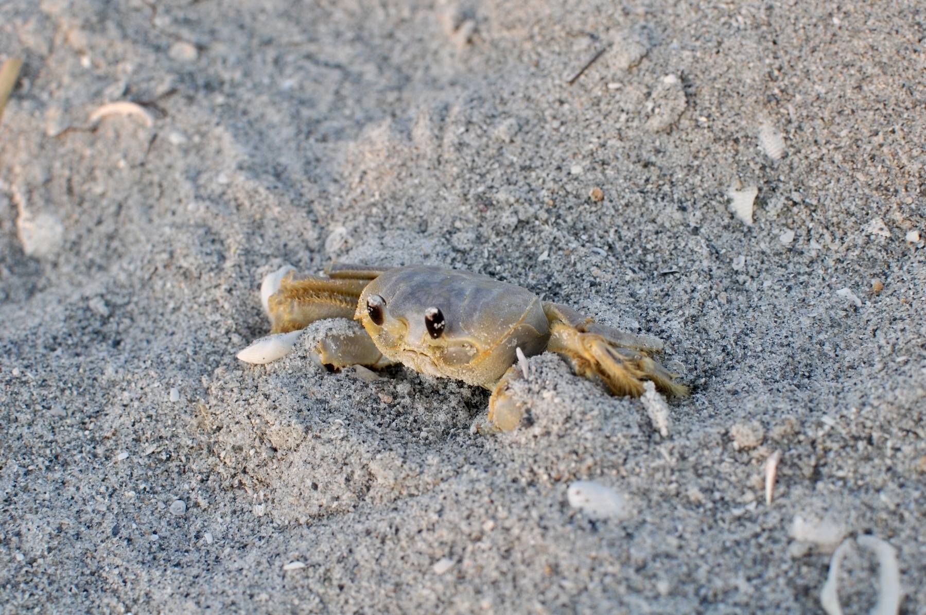 Close-up photo of a beige crab half-buried in sand.