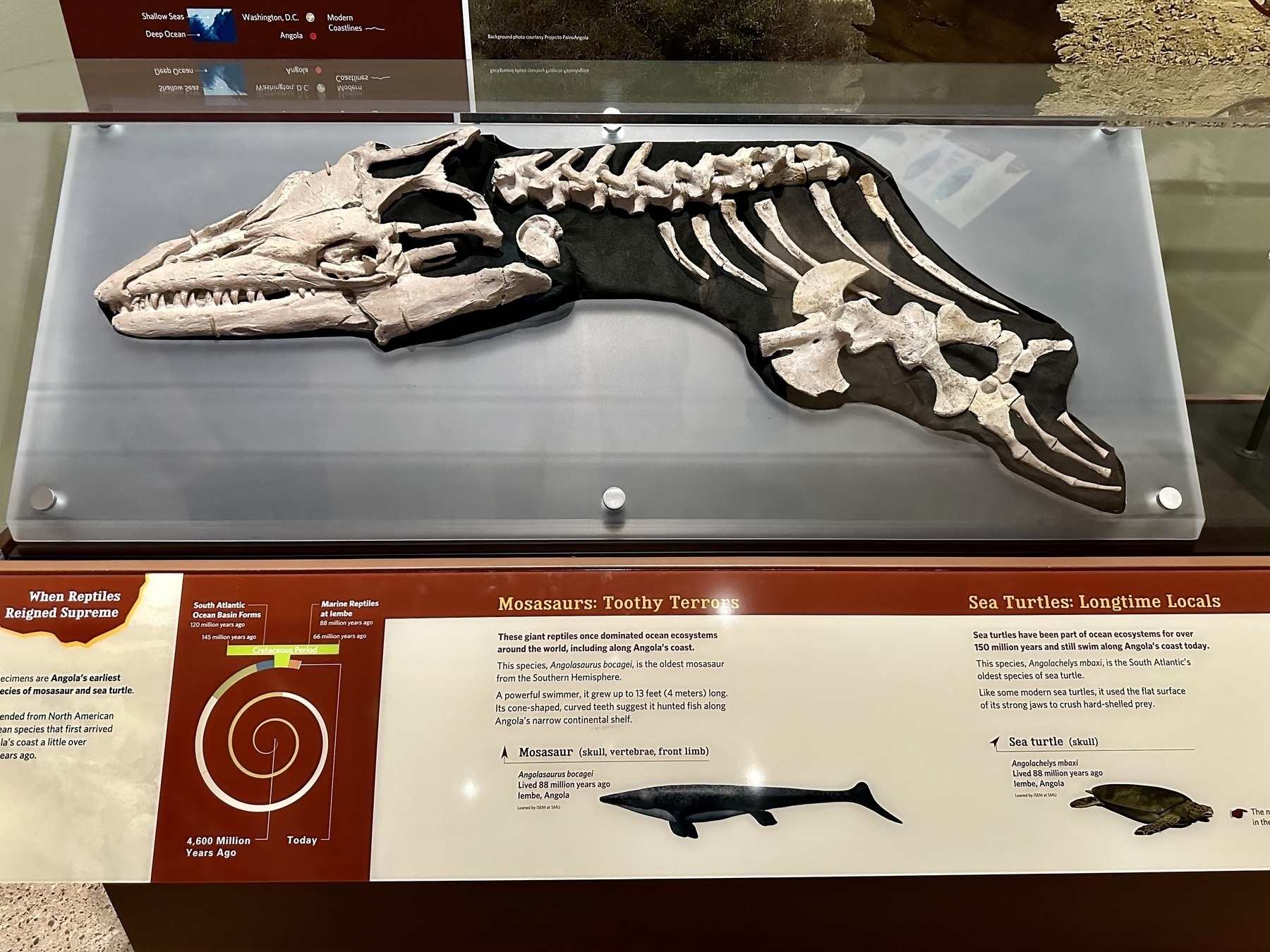 A reptilian skull, front limb and vertebrae in a glass case with a description of mosasaurus on a plaque underneath.