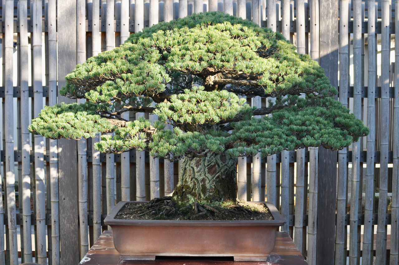 A beautifully maintained bonsai tree with dense green foliage is displayed in a rectangular pot against a wooden lattice background.