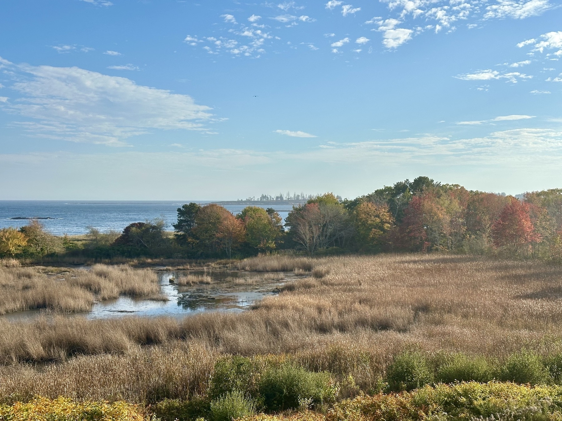 A scenic view features a marshy landscape with trees and tall grasses, a body of water, and a distant forest skyline under a partly cloudy sky.