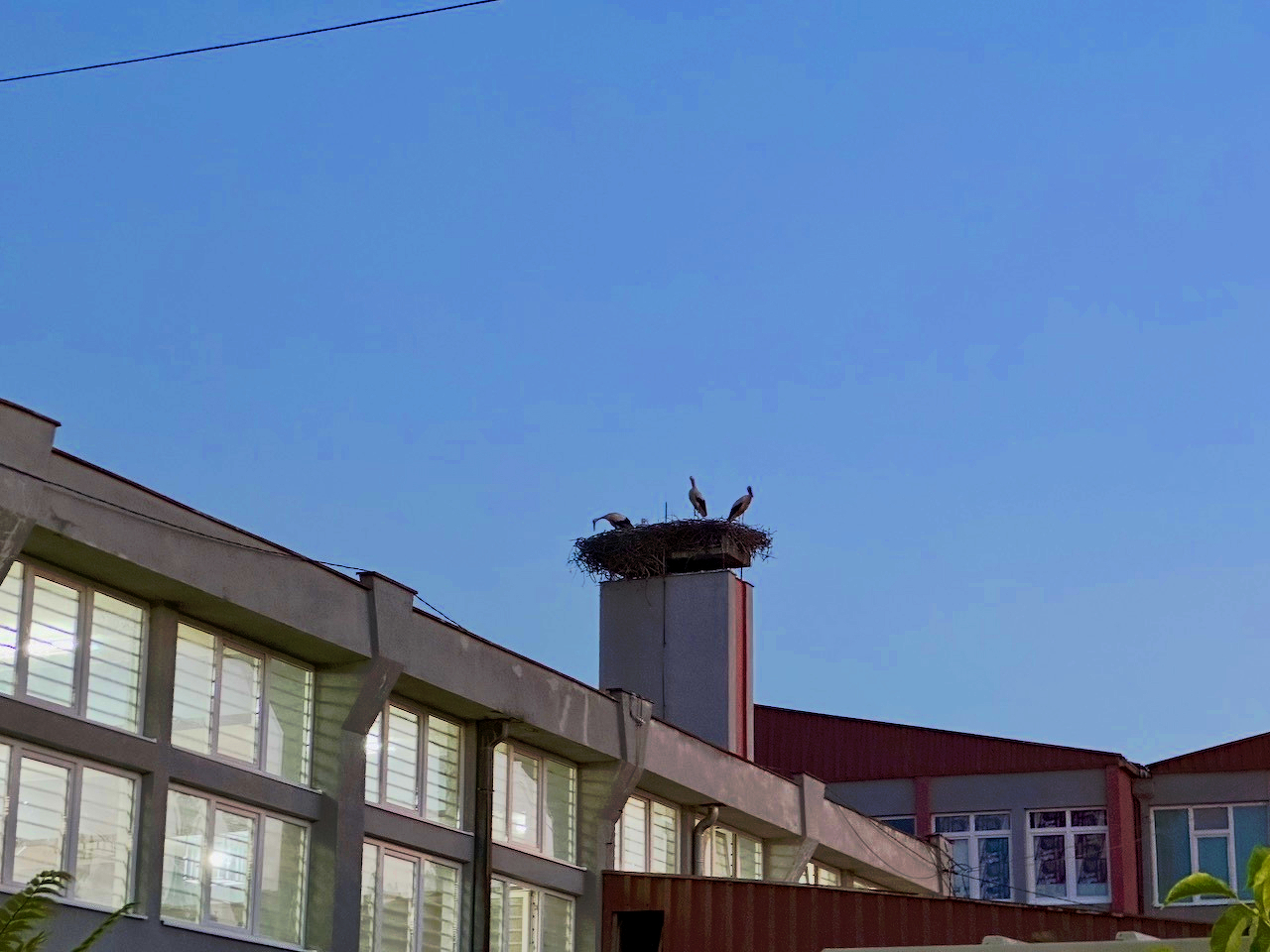 A large stork’s nest sits atop a building chimney with a couple of storks standing in it against a clear blue sky.