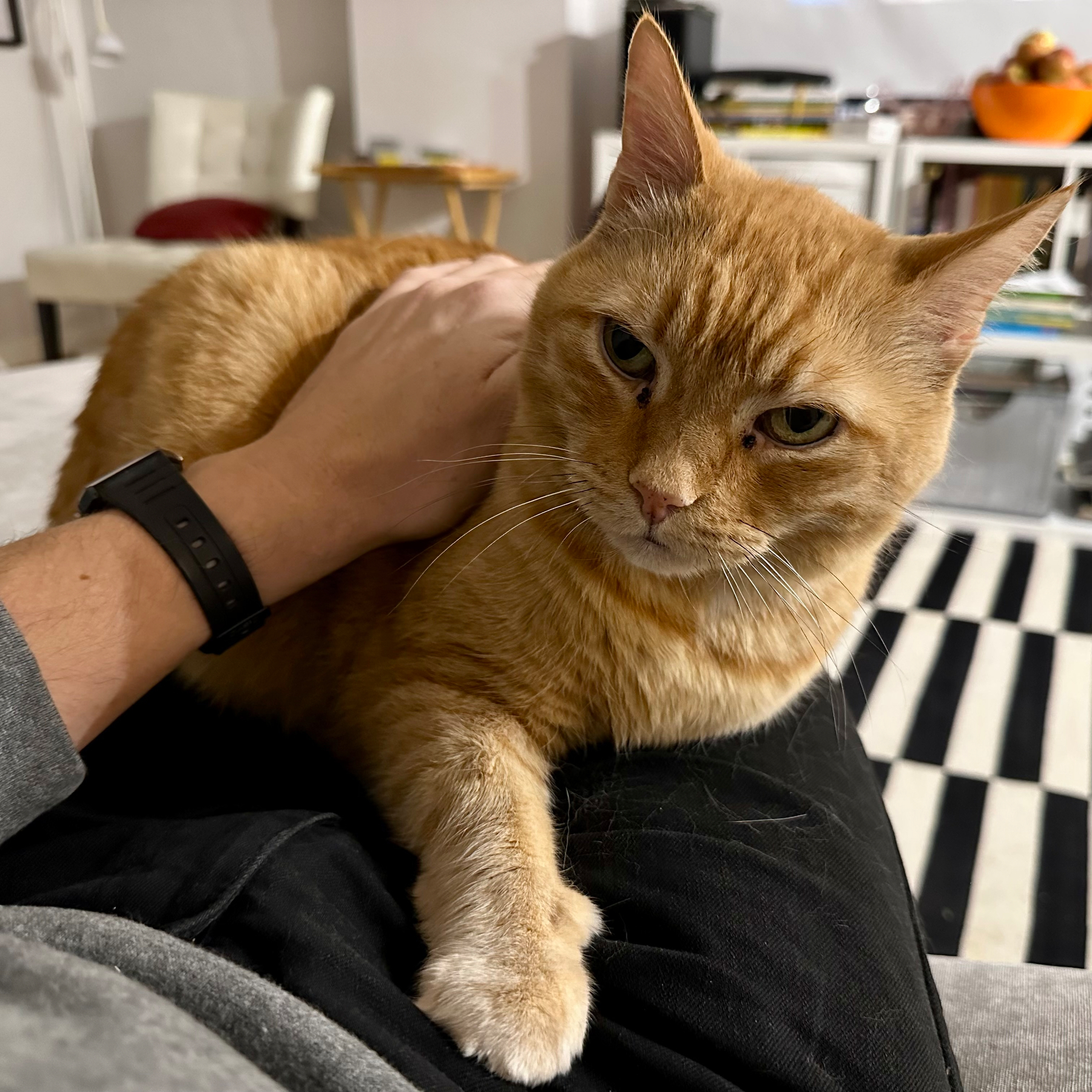 A person is petting a relaxed orange cat lying on their lap in a cozy living room setting.