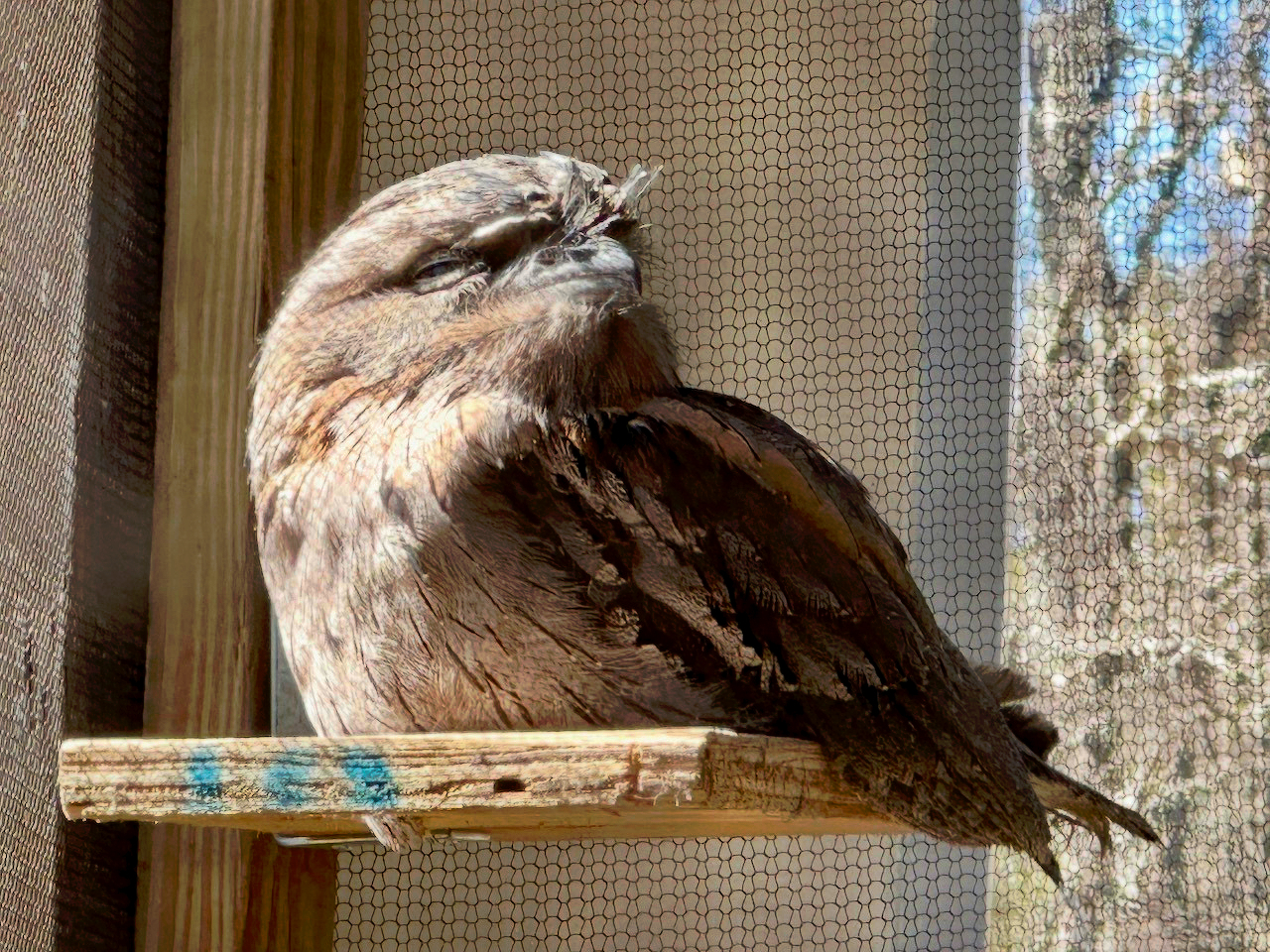 A tawny frogmouth bird is perched on a wooden ledge, basking in the sunlight.