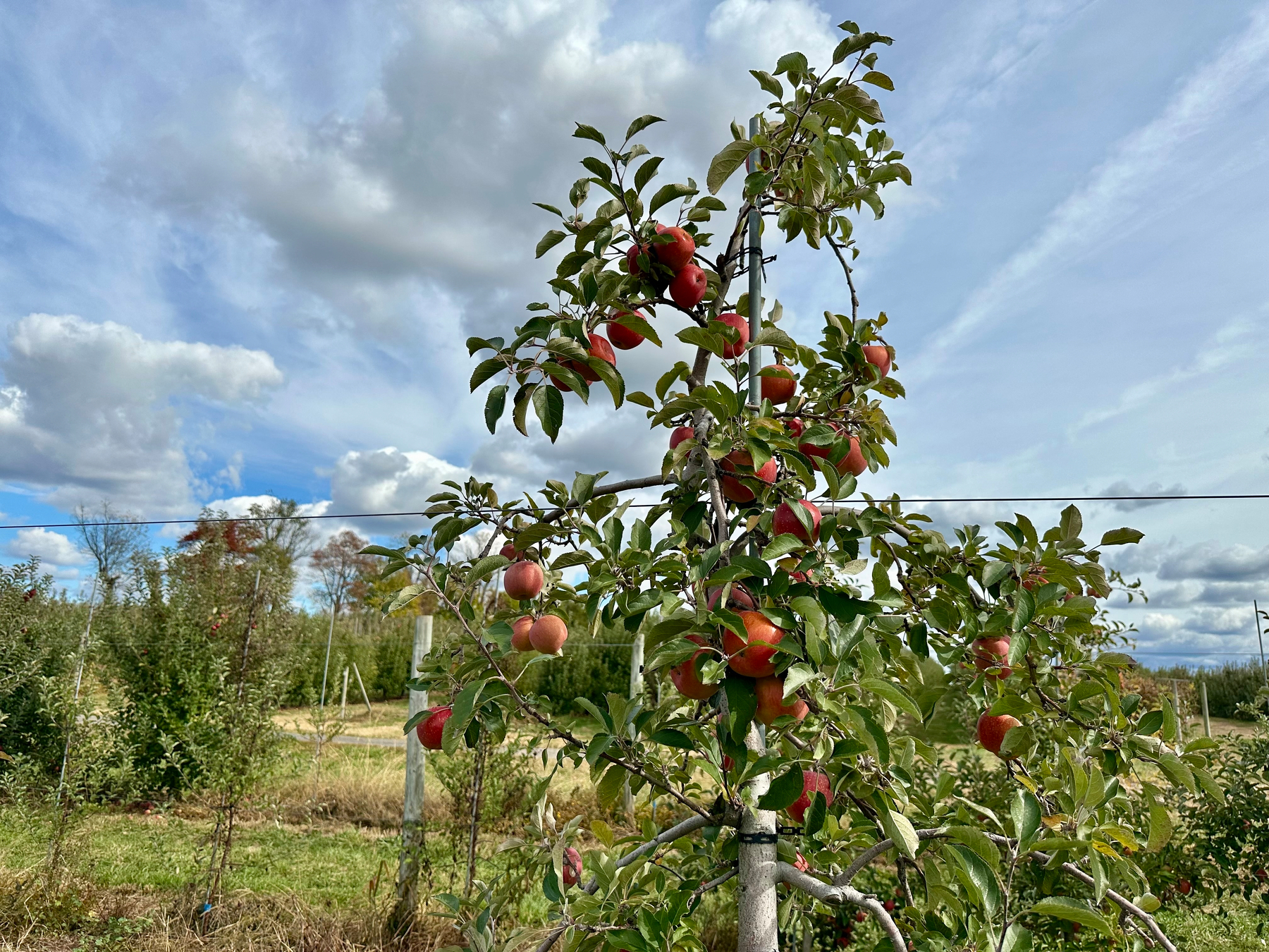 A small apple tree is laden with red apples in a grassy area under a partly cloudy sky.