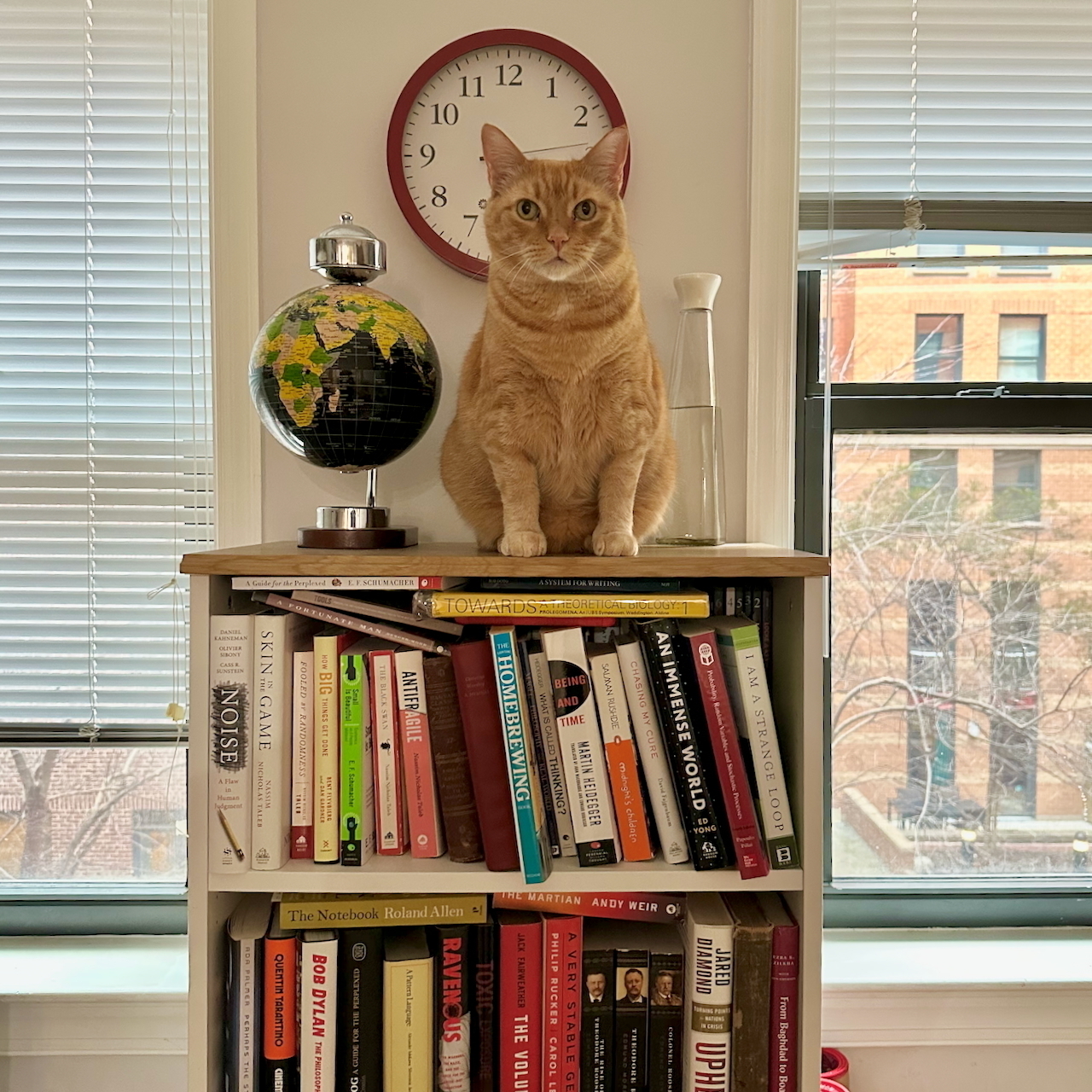 A rather large orange tabby cat sitting on top of a bookshelf, looking straight at the camera.