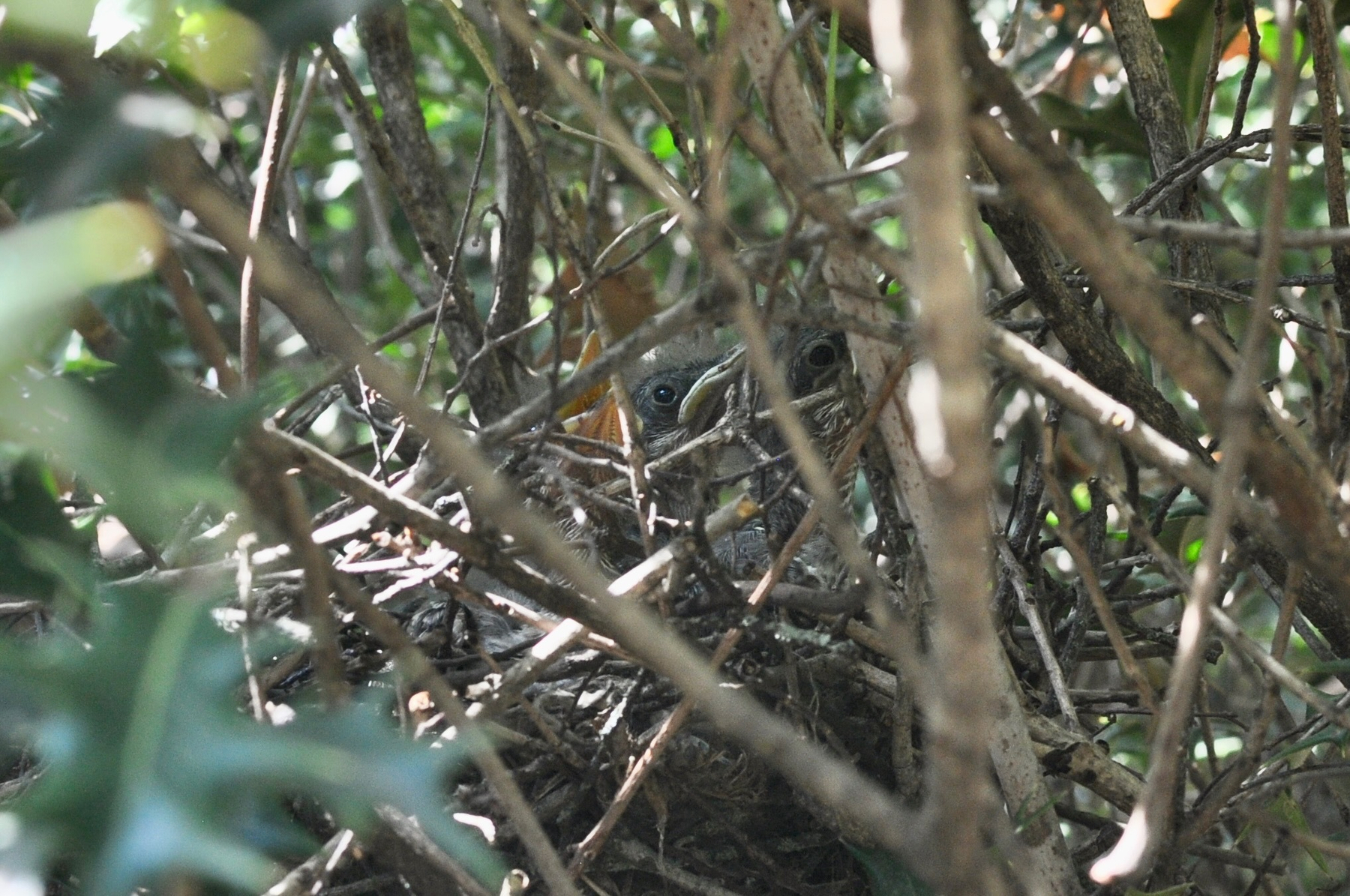 A nest with small mockingbird chicks camouflaged among dense twigs and leaves in a bush.