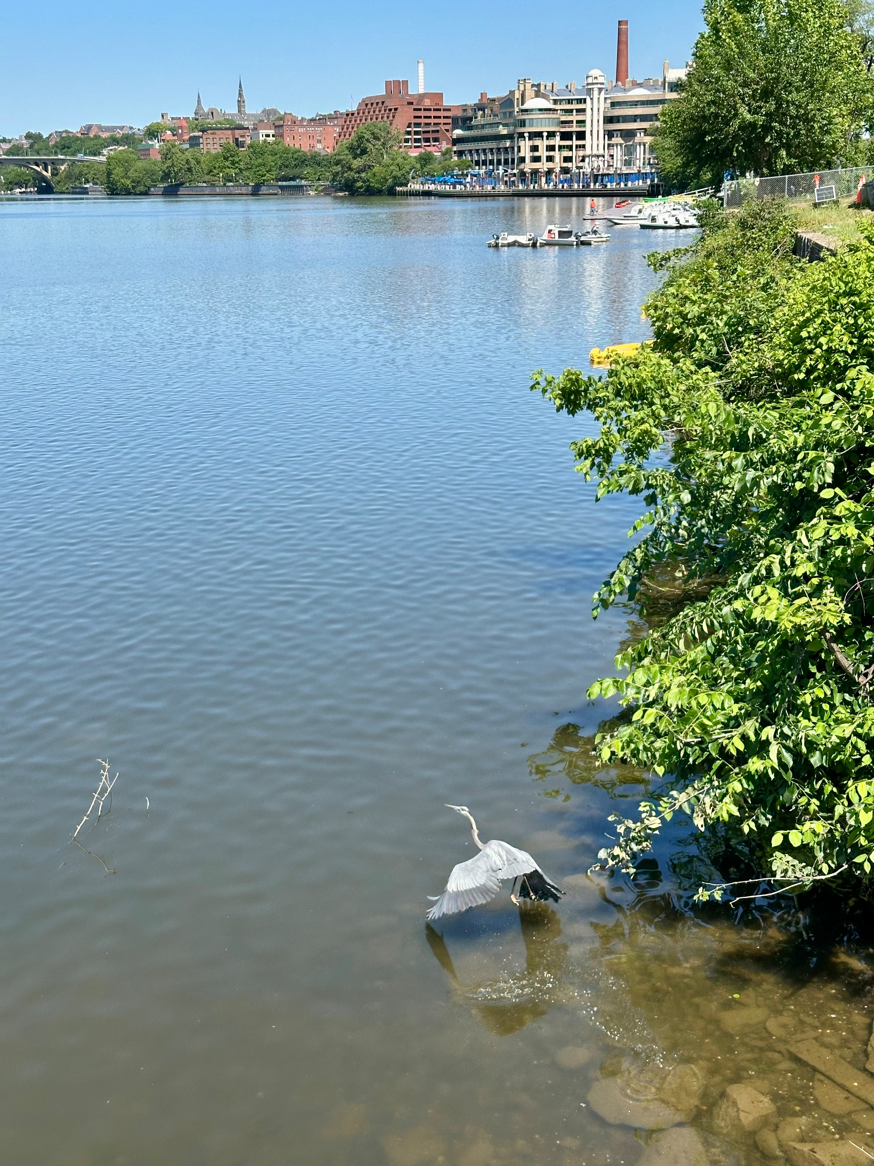 A large grey heron takes flight from the edge of a wide river on a sunny day. In the background, the urban skyline of Georgetown features a mix of brick and modern buildings under a clear blue sky.