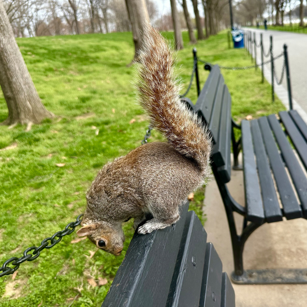 A squirrel is perched on the back of a park bench, seemingly eyeing the ground below.