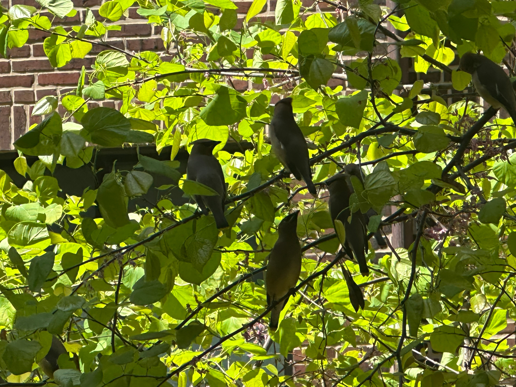 Five birds are perched on a branch surrounded by vibrant green leaves.
