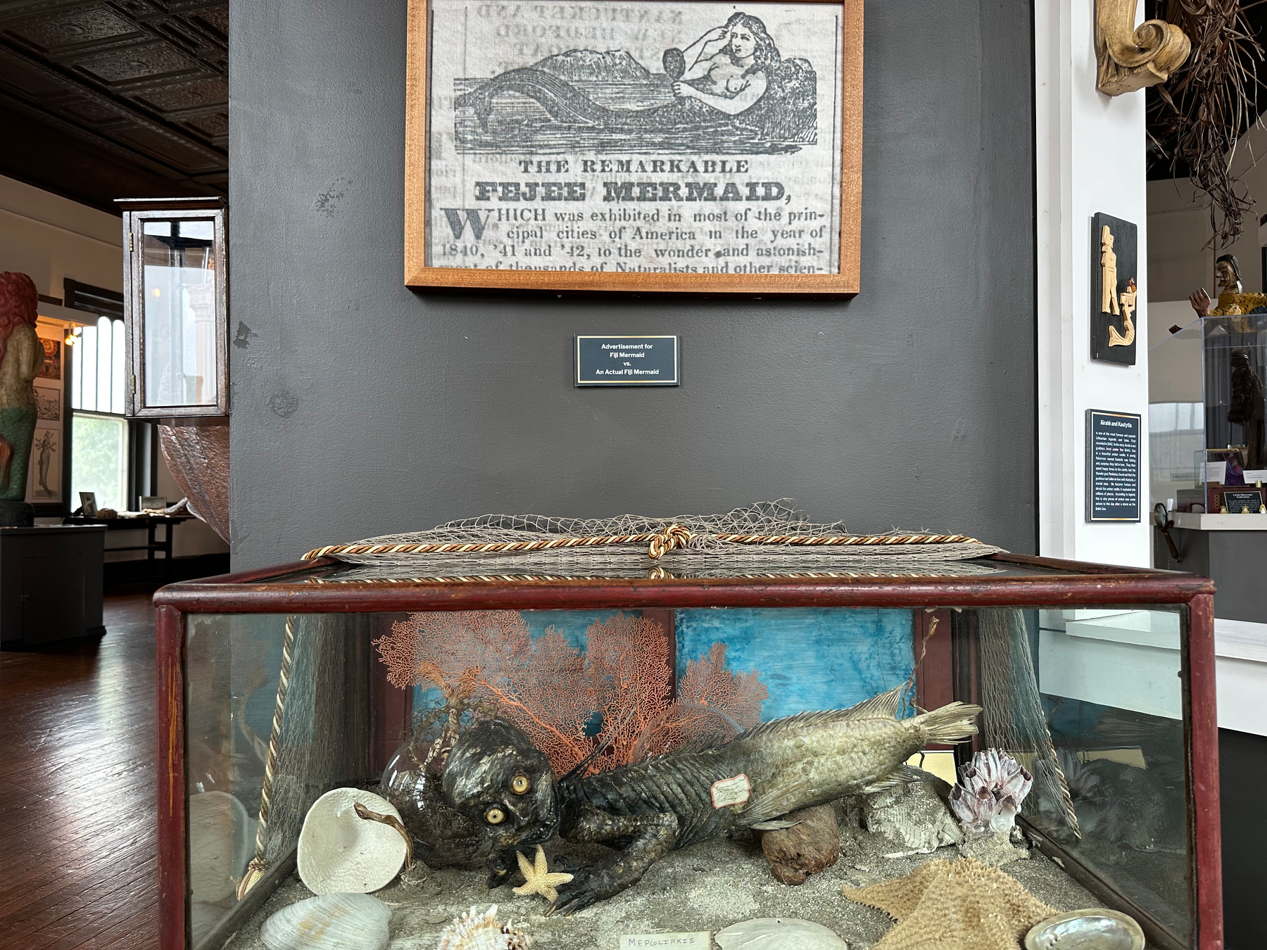 A display features a framed illustration of The Remarkable Feejee Mermaid above a glass case containing various preserved aquatic specimens, including a preserved Fiji “mermaid”.