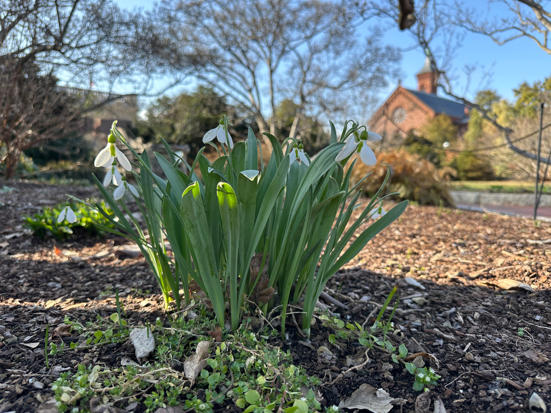 A closeup photo of snowdrops in bloom under a clear blue sky.