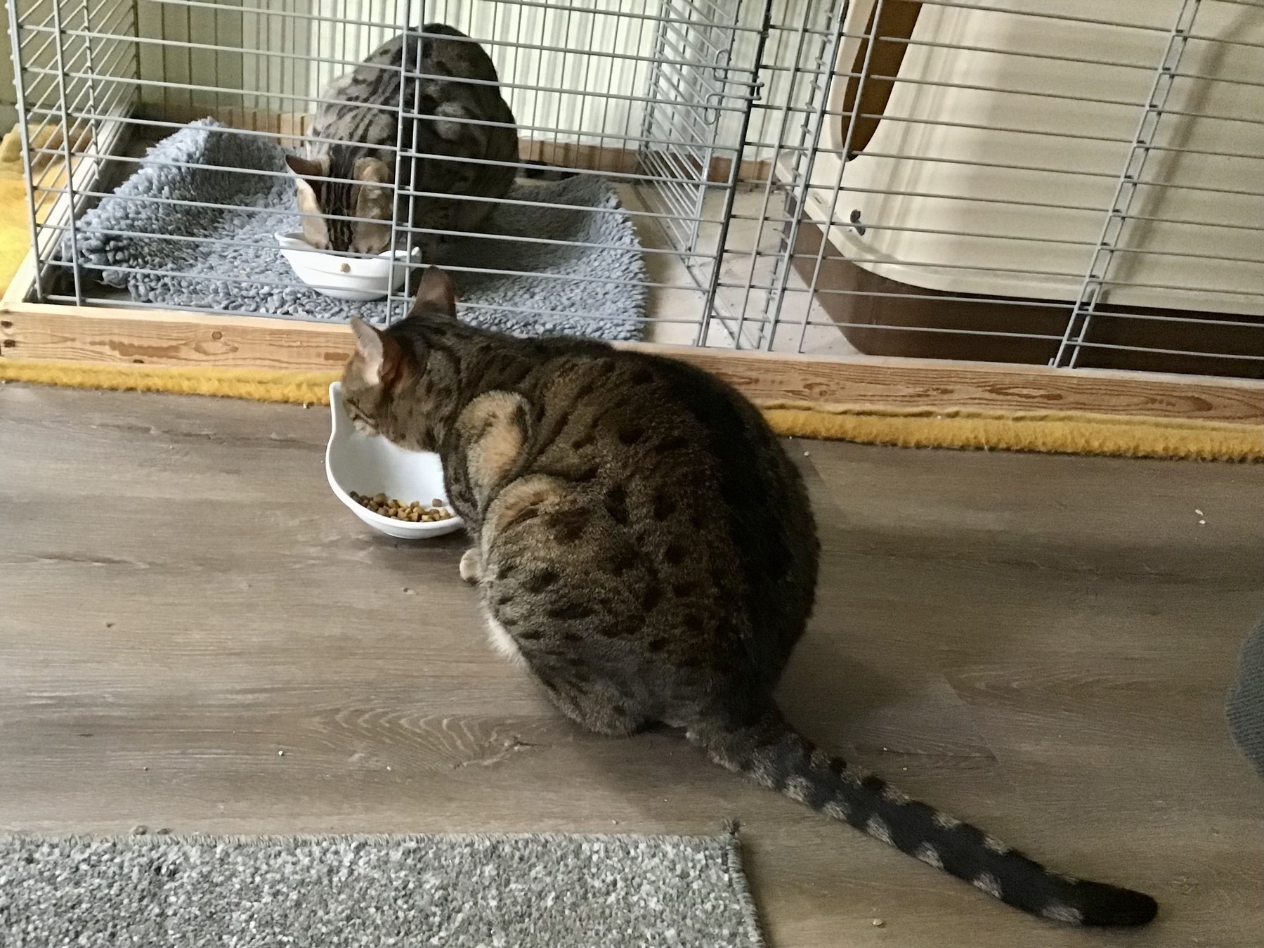two cats eating, one in a cage, one in front of a cage
