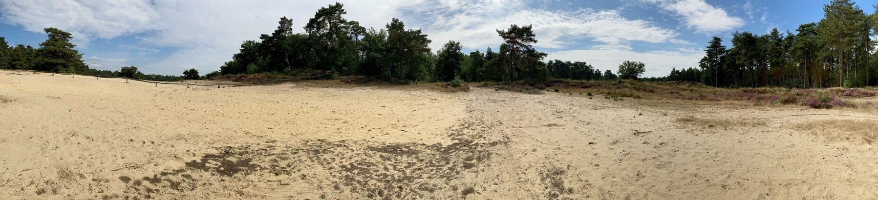 panoramic view of sand plane surrounded by forest