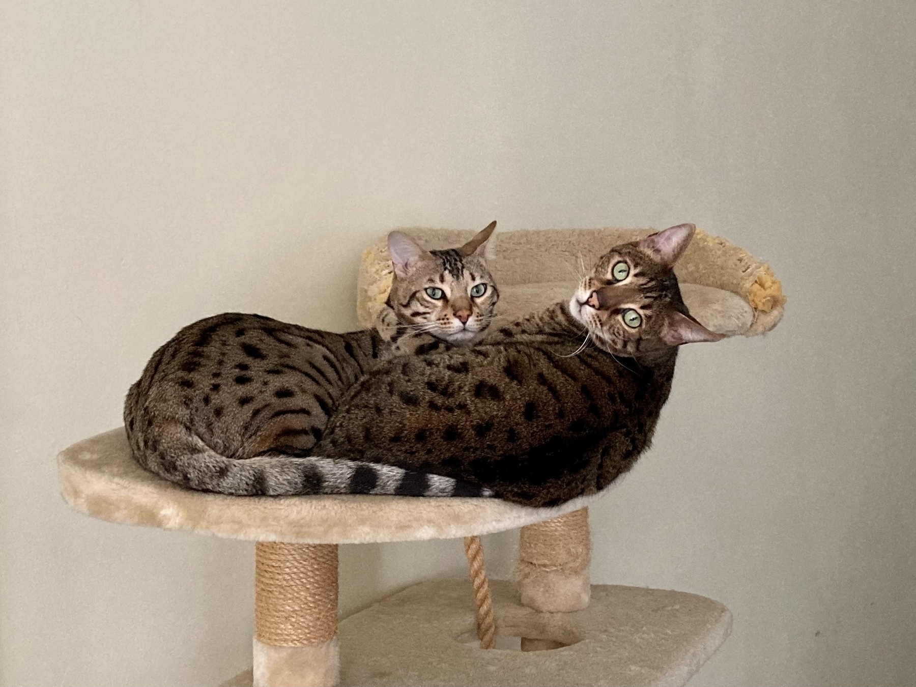two bengal cats on a small plateau on cat furniture