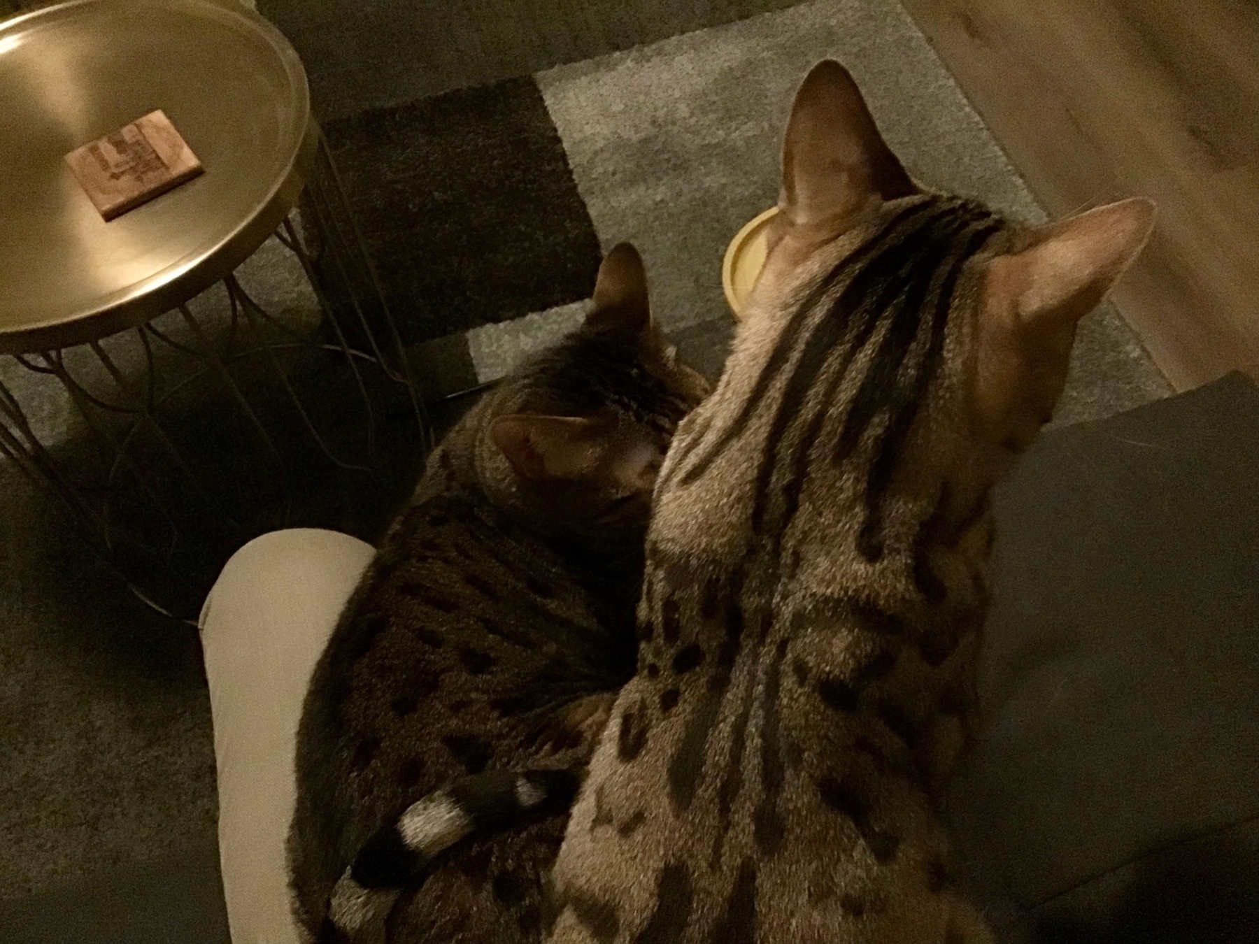 Two cats trying to occupy one human's lap