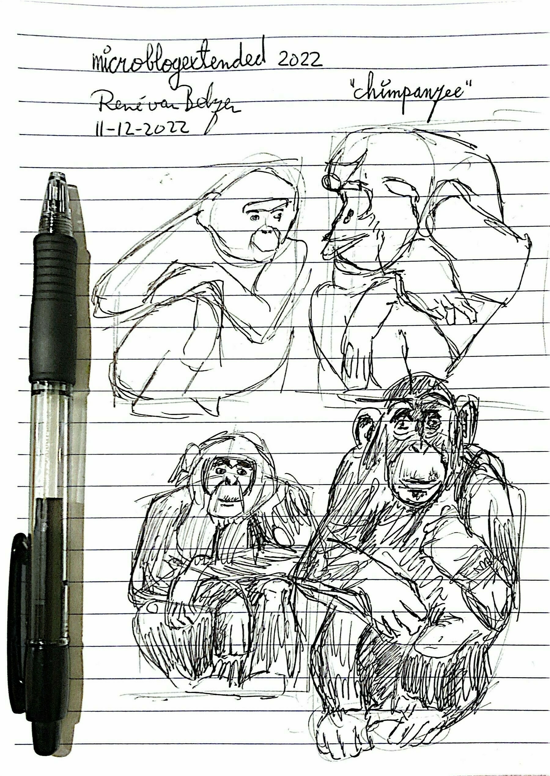 ballpoint pen sketches of chimpanzees