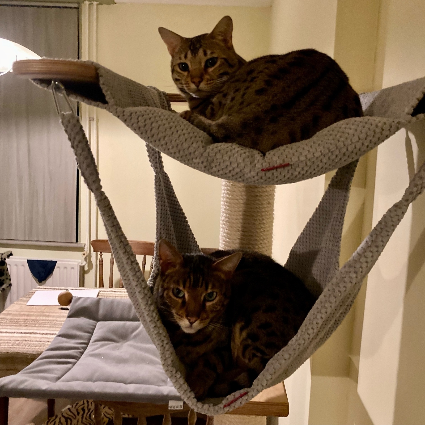 hammock for two cats