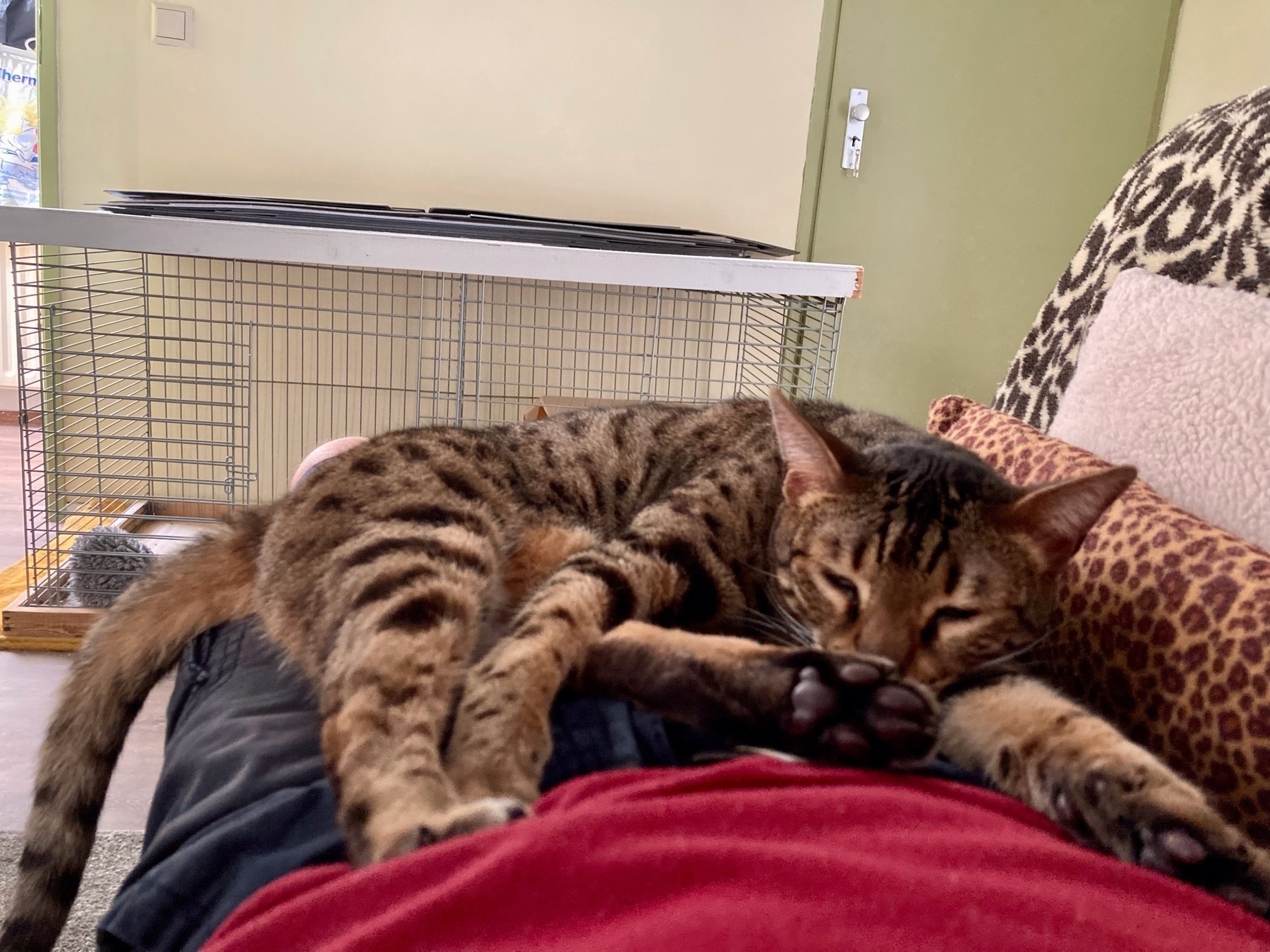 bengal cat peacefully lying on owner's lap