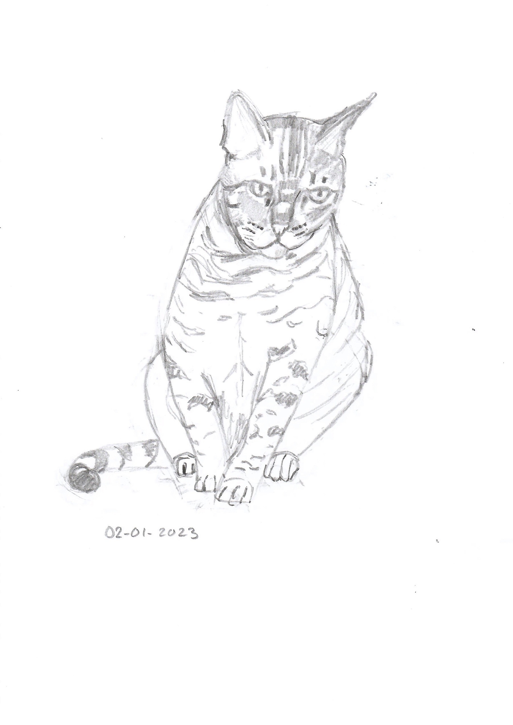 graphite drawing of a bengal cat