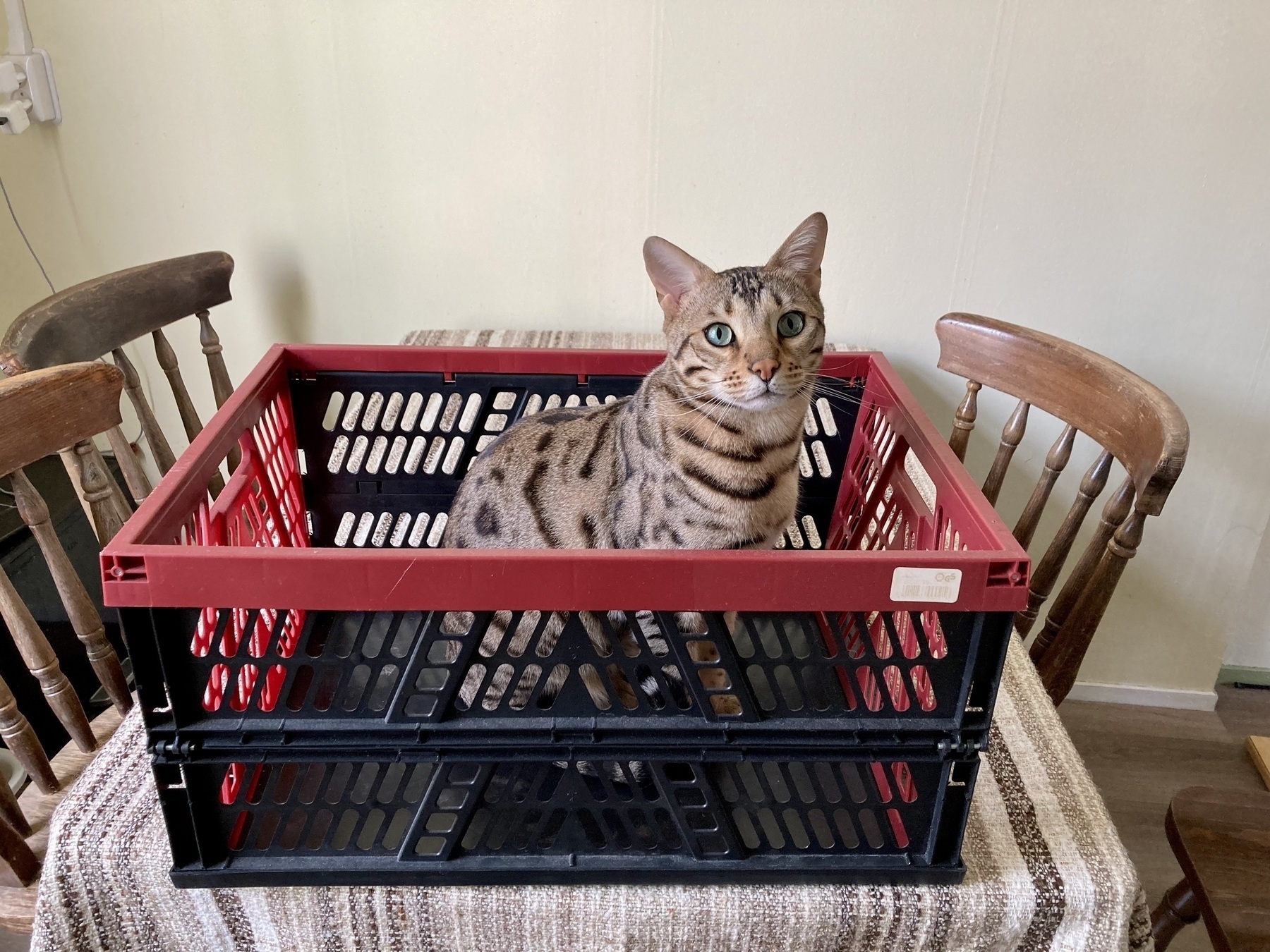 Cat sits in shopping crate, looks quite smug of itself 
