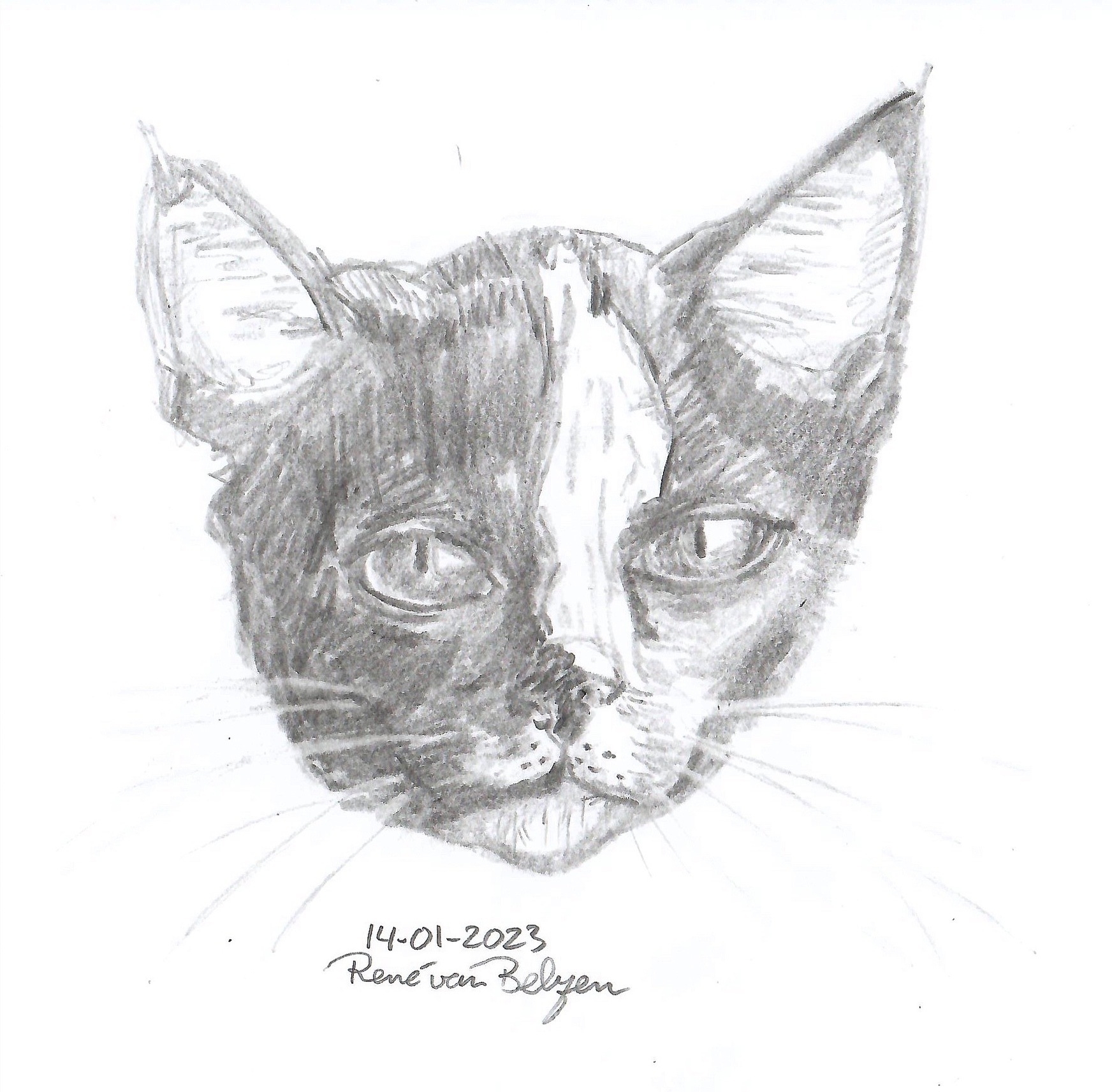 pencil sketched calico cat portrait