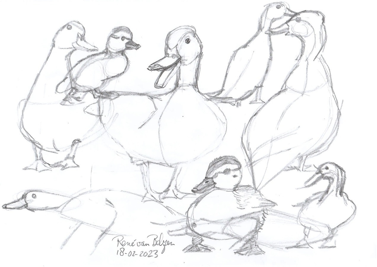 Assortment of pencil sketches of ducks