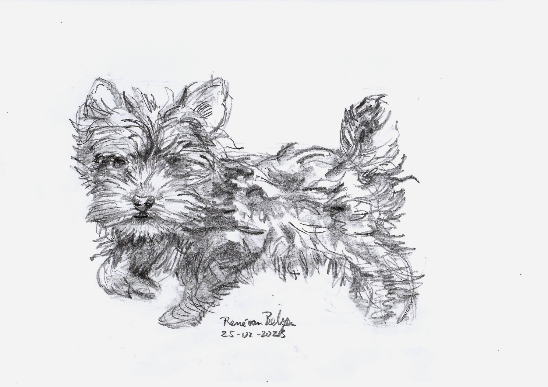 pencil sketch of a small dog