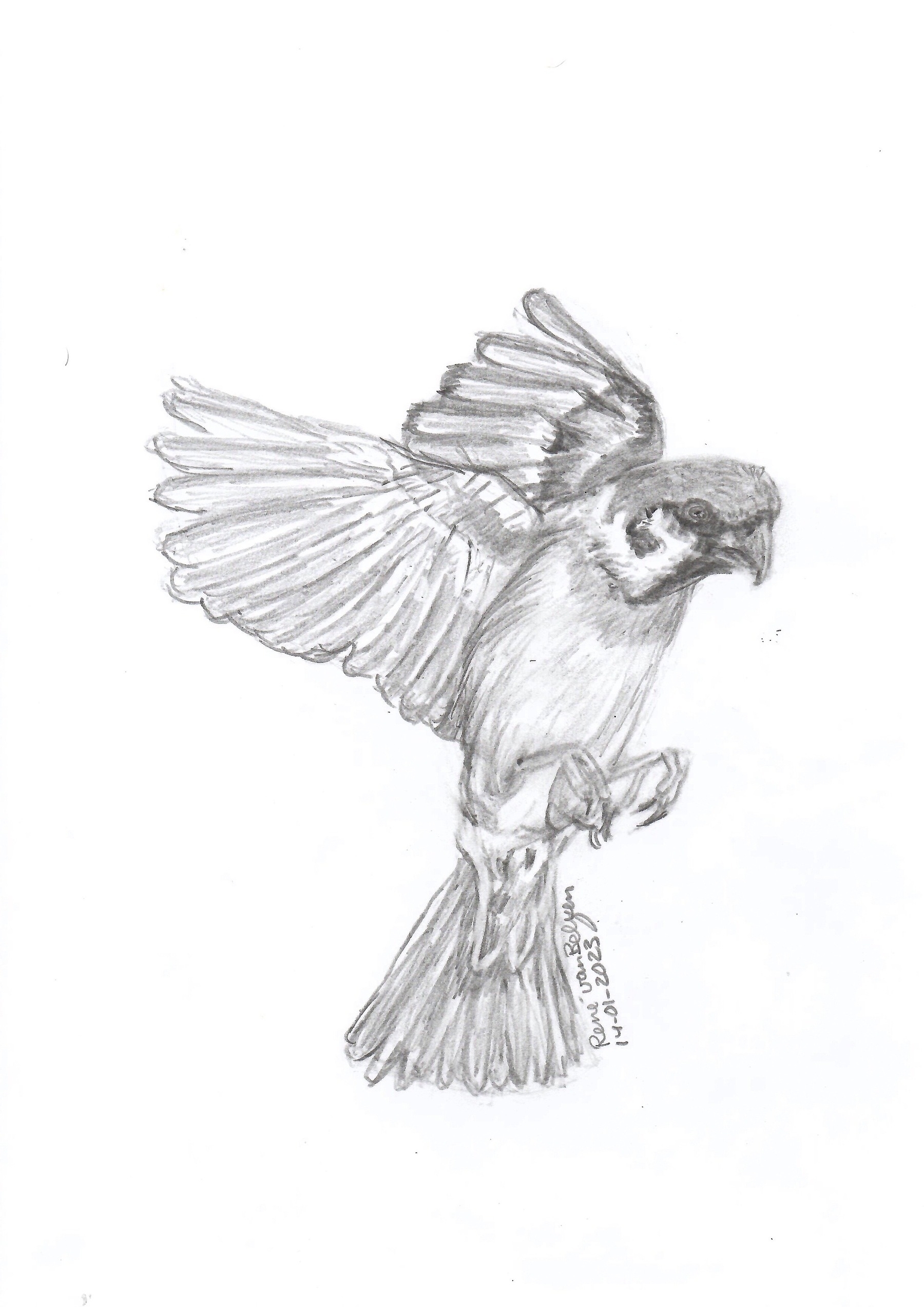 pencil sketch of a flying bird