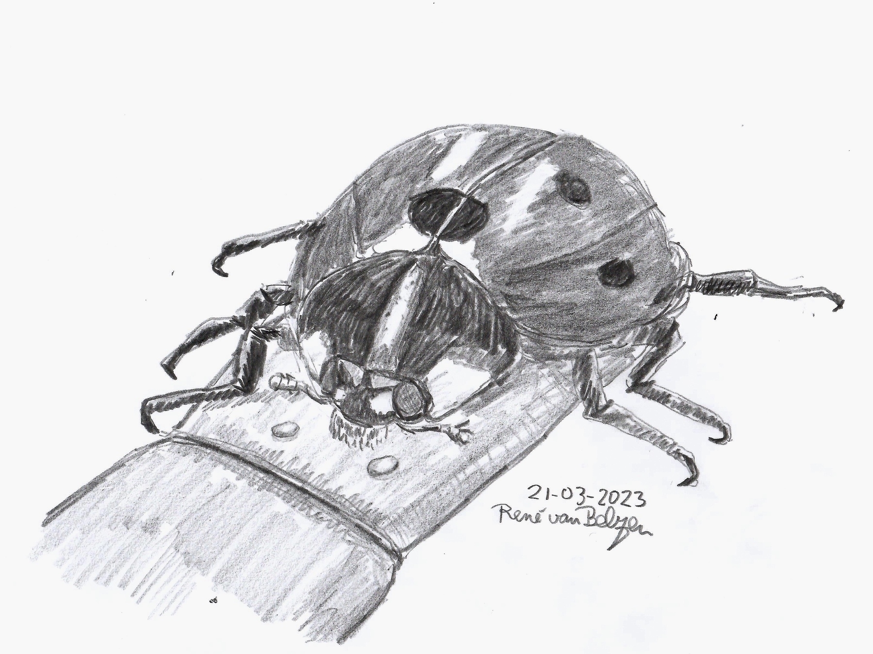 pencil sketch of a ladybug on a finger