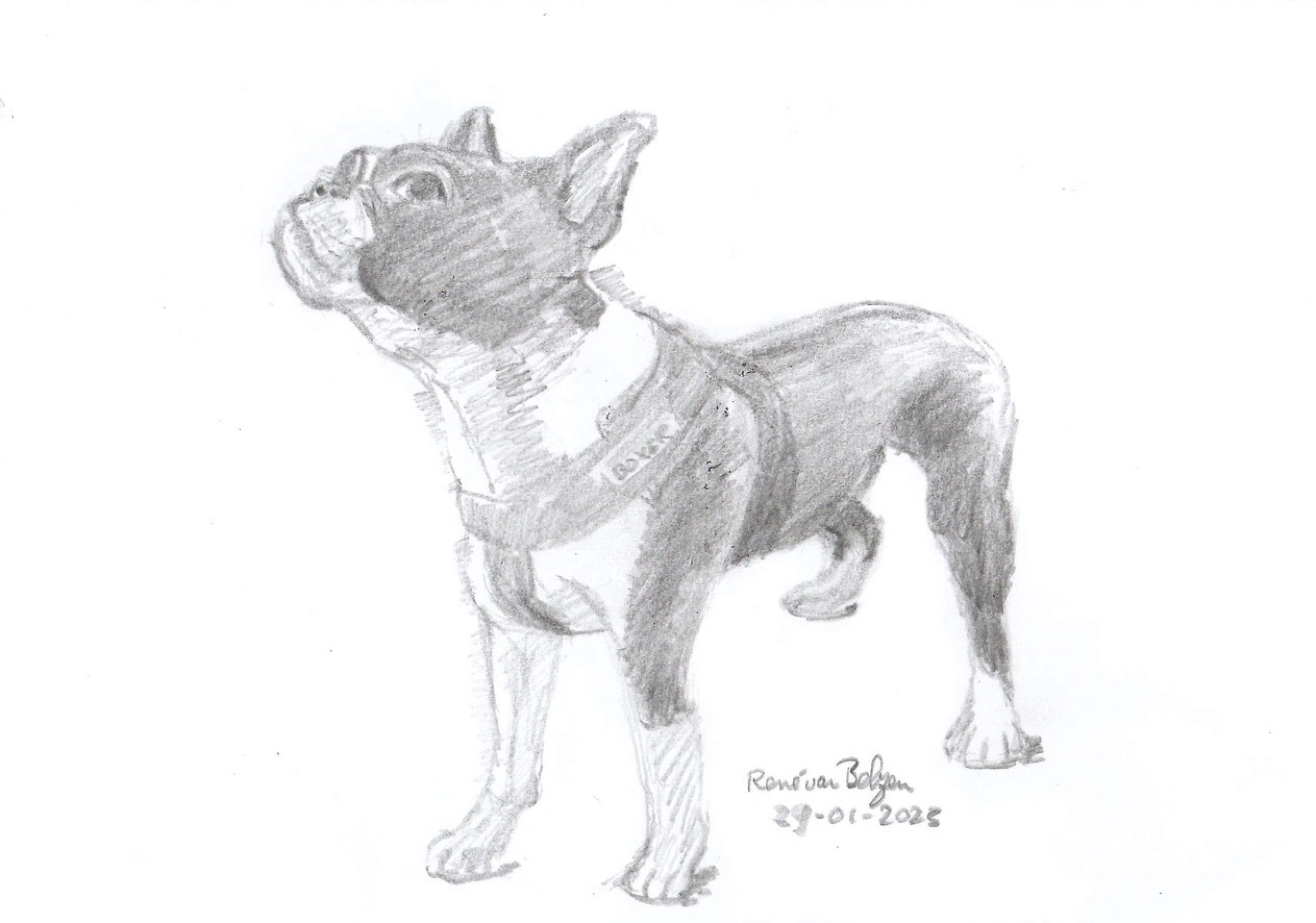 pencil sketch of boxer dog
