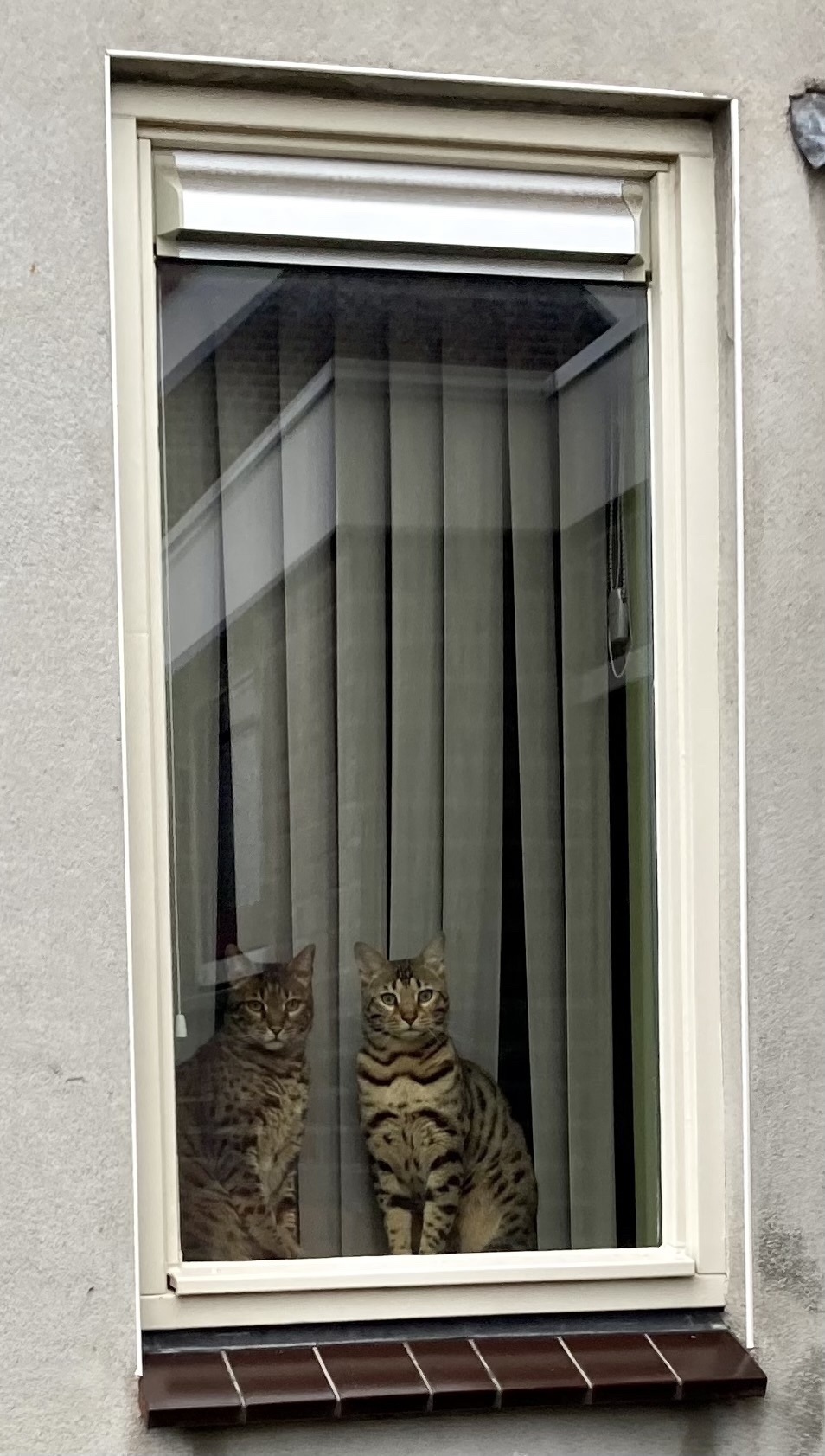Two Bengal cats looking from the inside through a narrow window, as seen from the outside. 