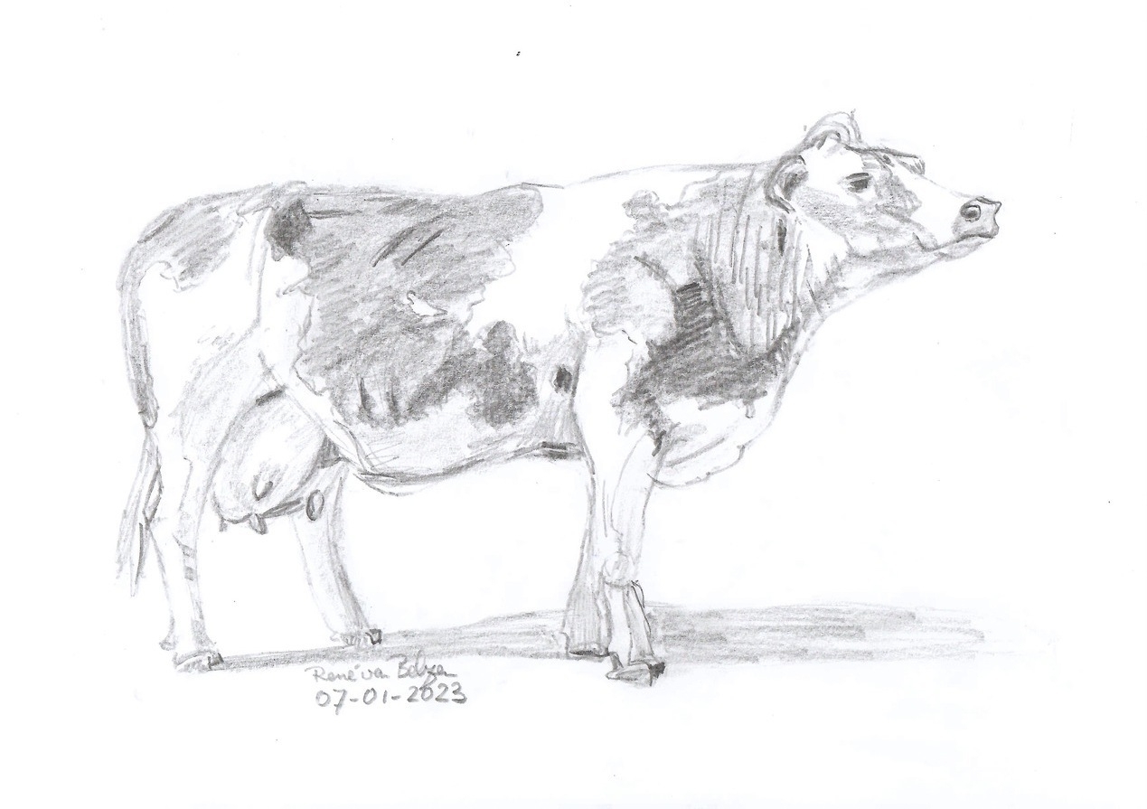 pencil sketch of a Holstein-Frisian cow