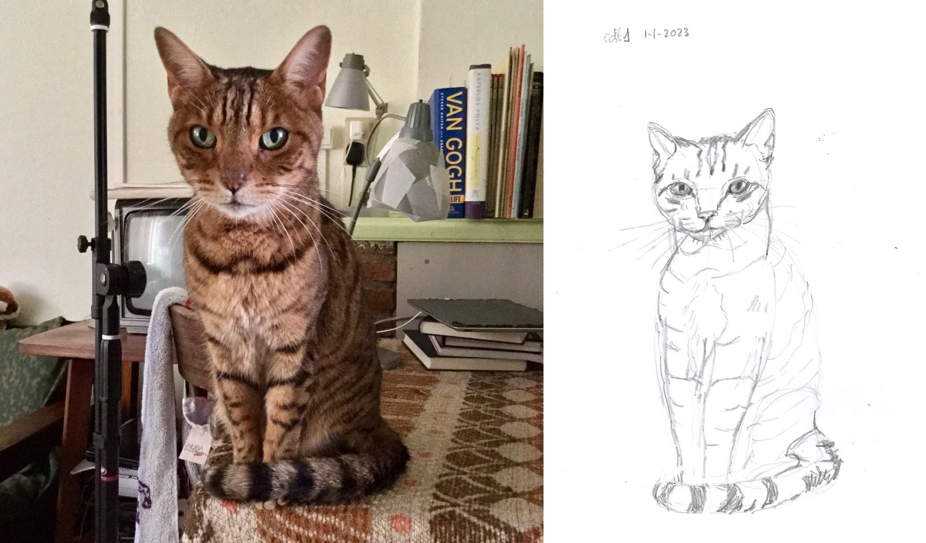 photo of a bengal cat and its drawing by me