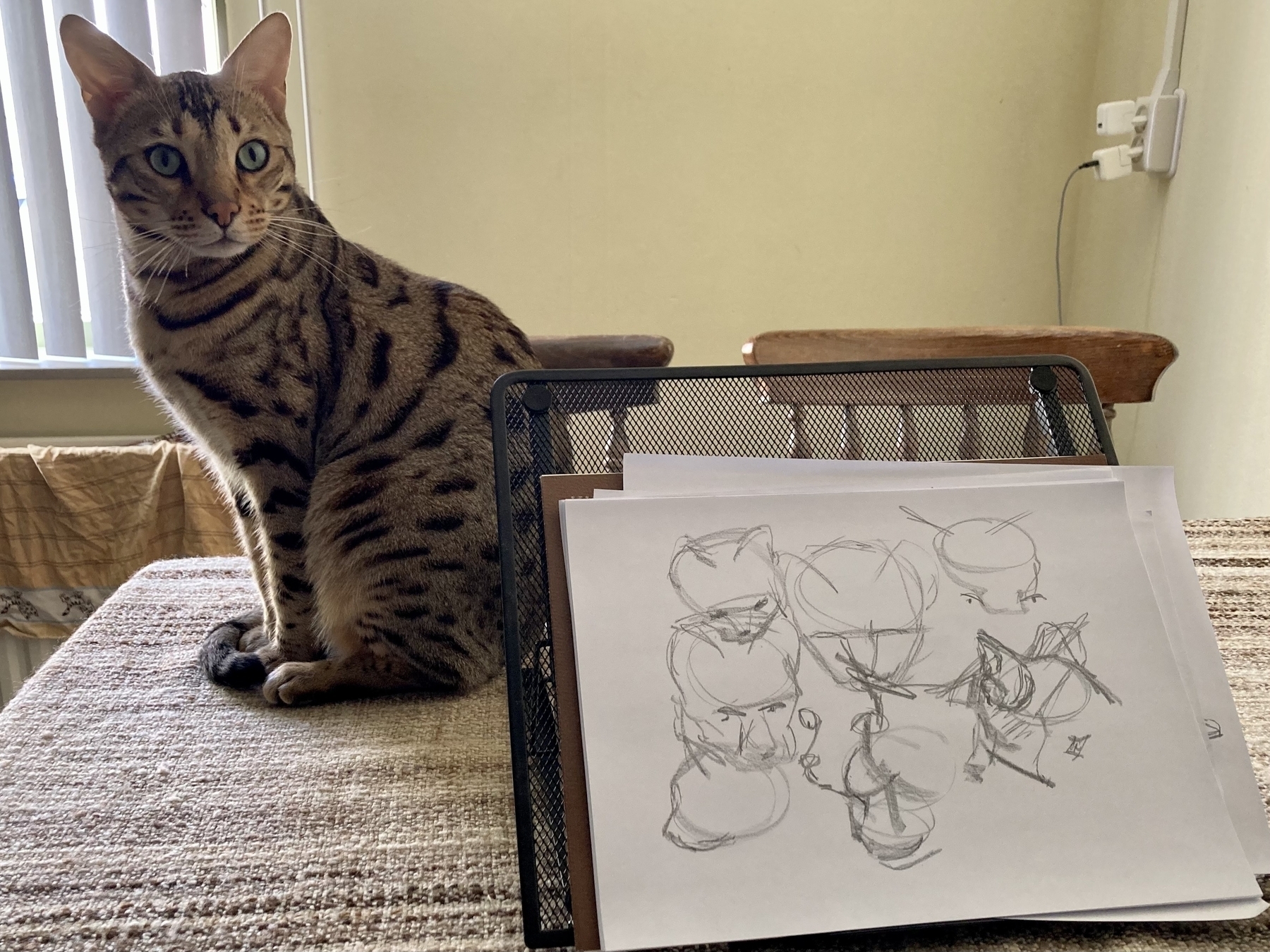 Cat sitting on table with sketches shown of this cat. 