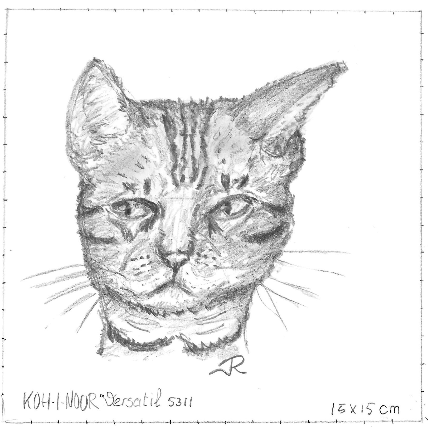 Pencil sketched cat portrait of a Bengal cat. 