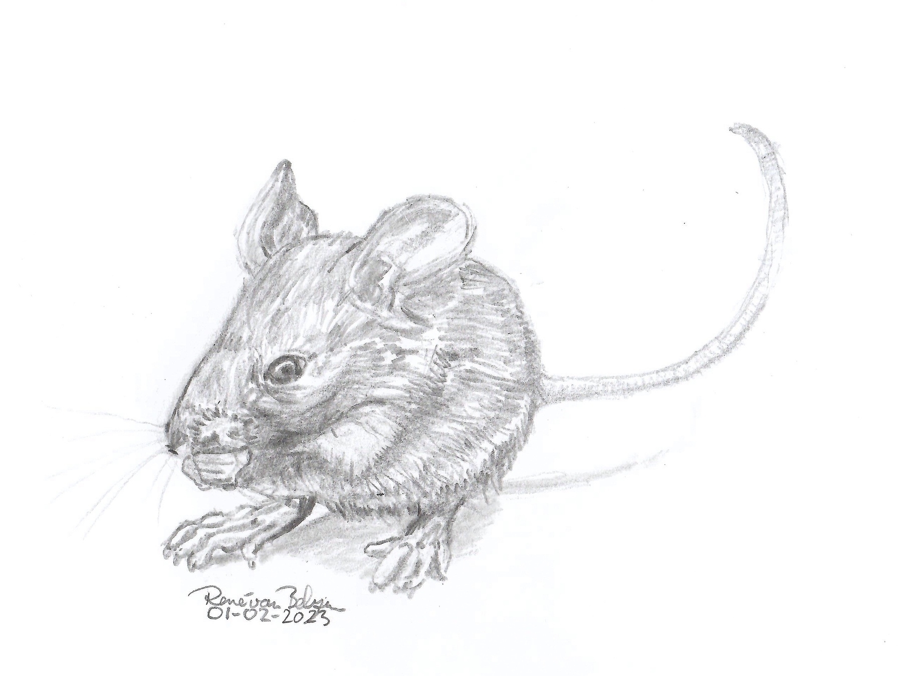 pencil sketch of a mouse