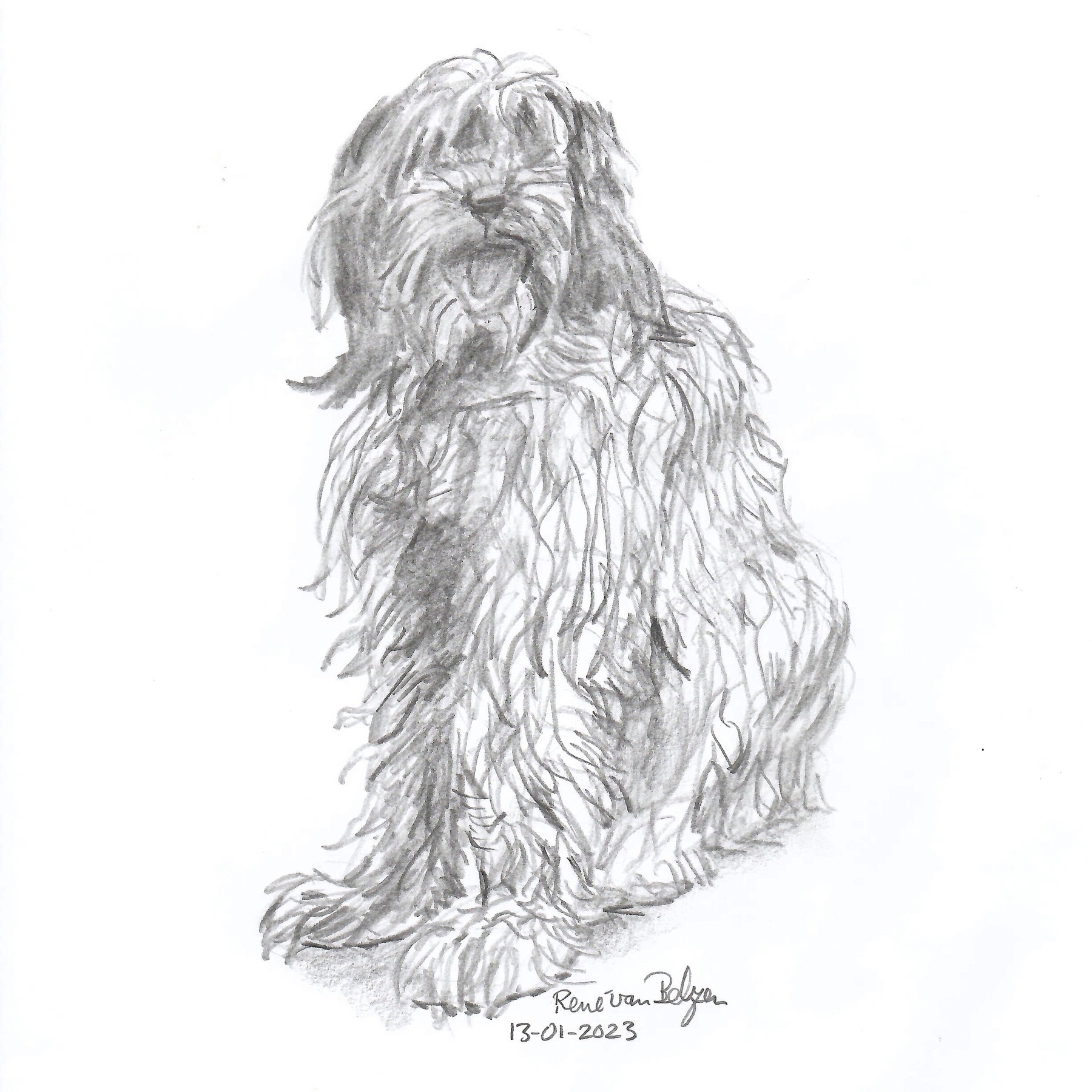 pencil sketch of a Schapendoes dog