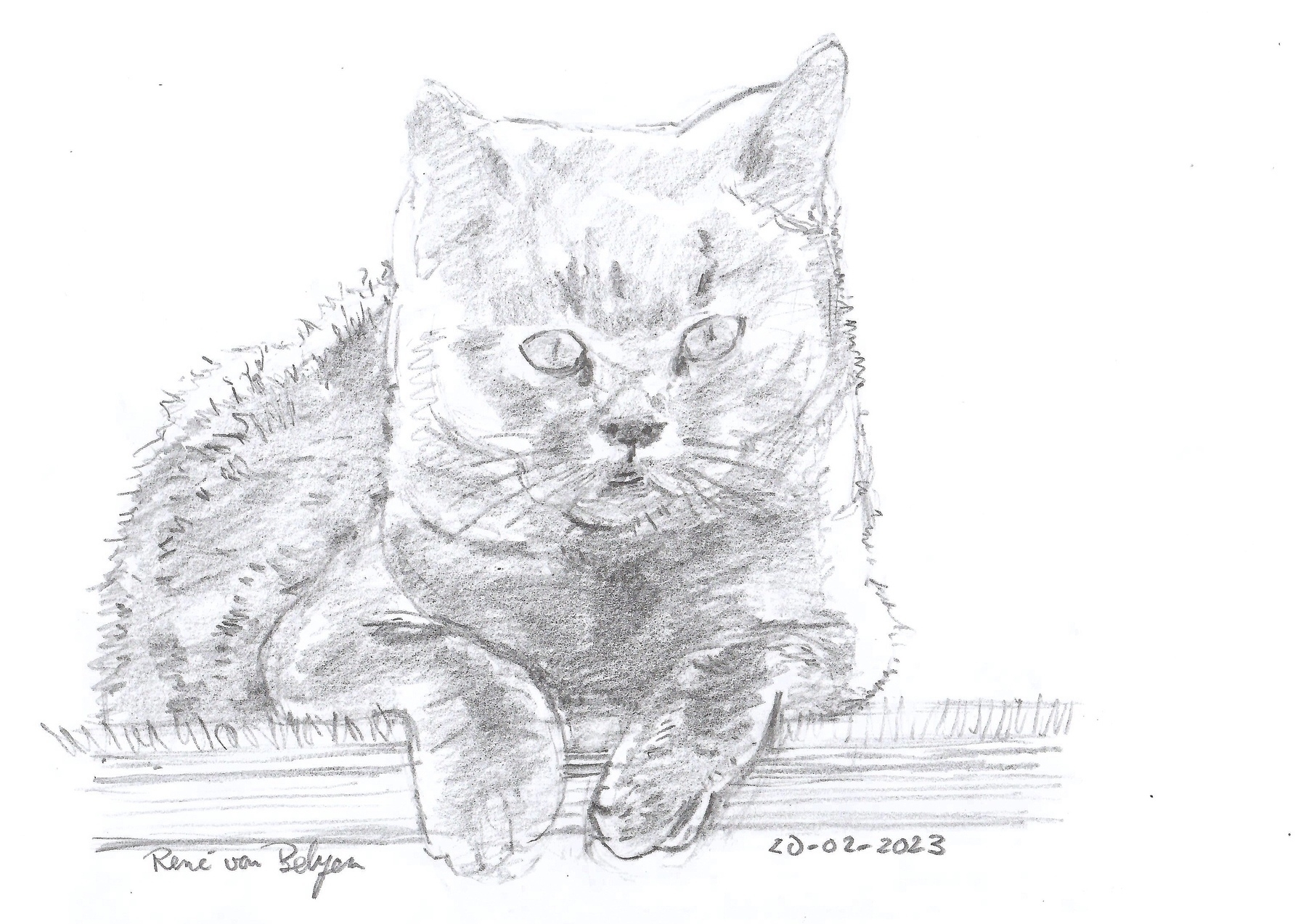 pencil sketch of a cat