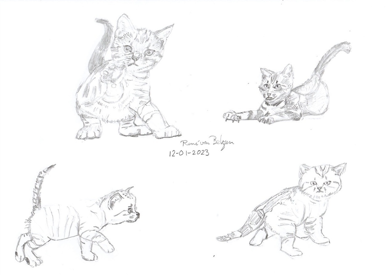 pencil sketches of kittens