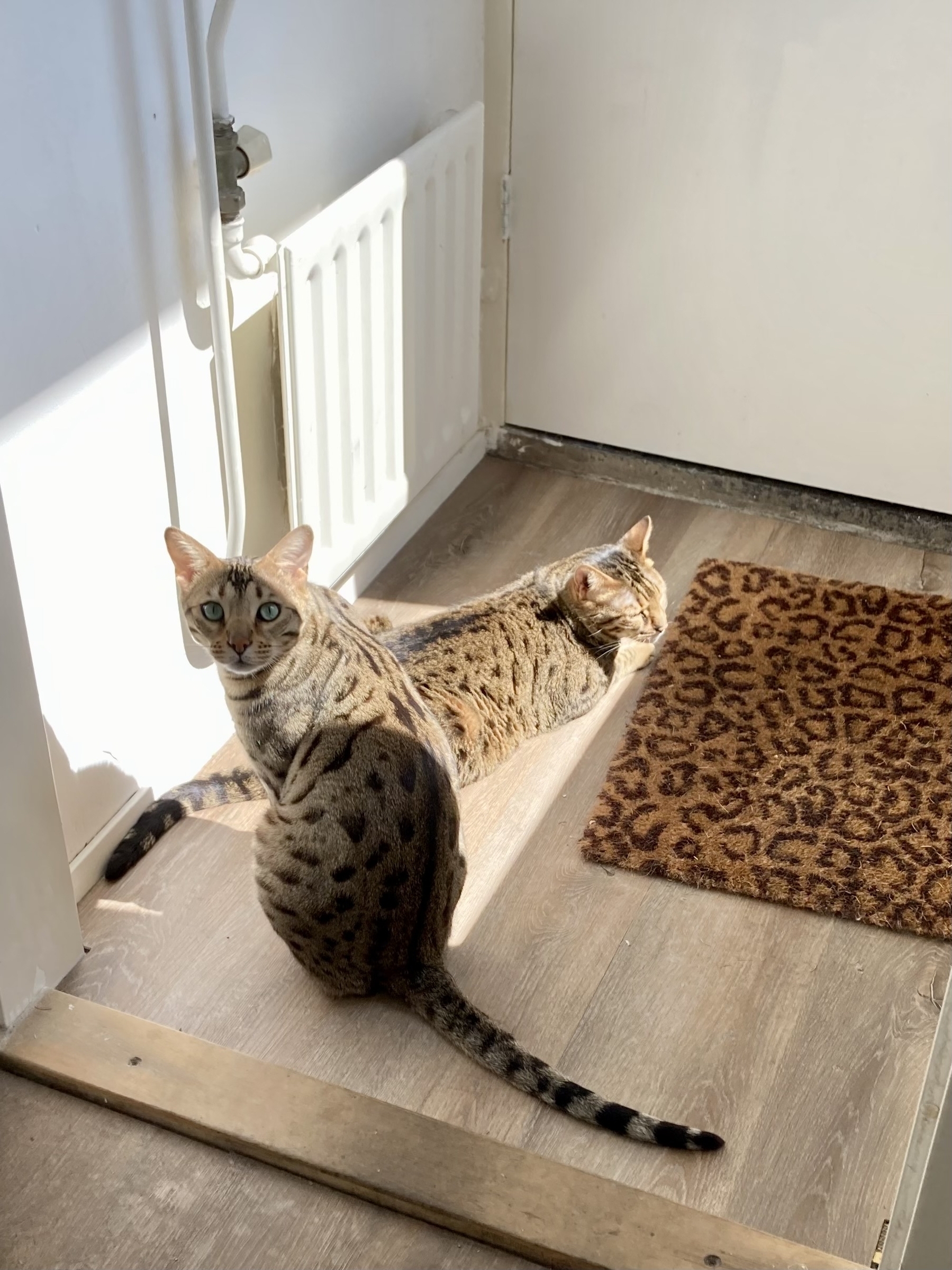Two cats in a tiny room sharing sunlight shining on floor and wall. 