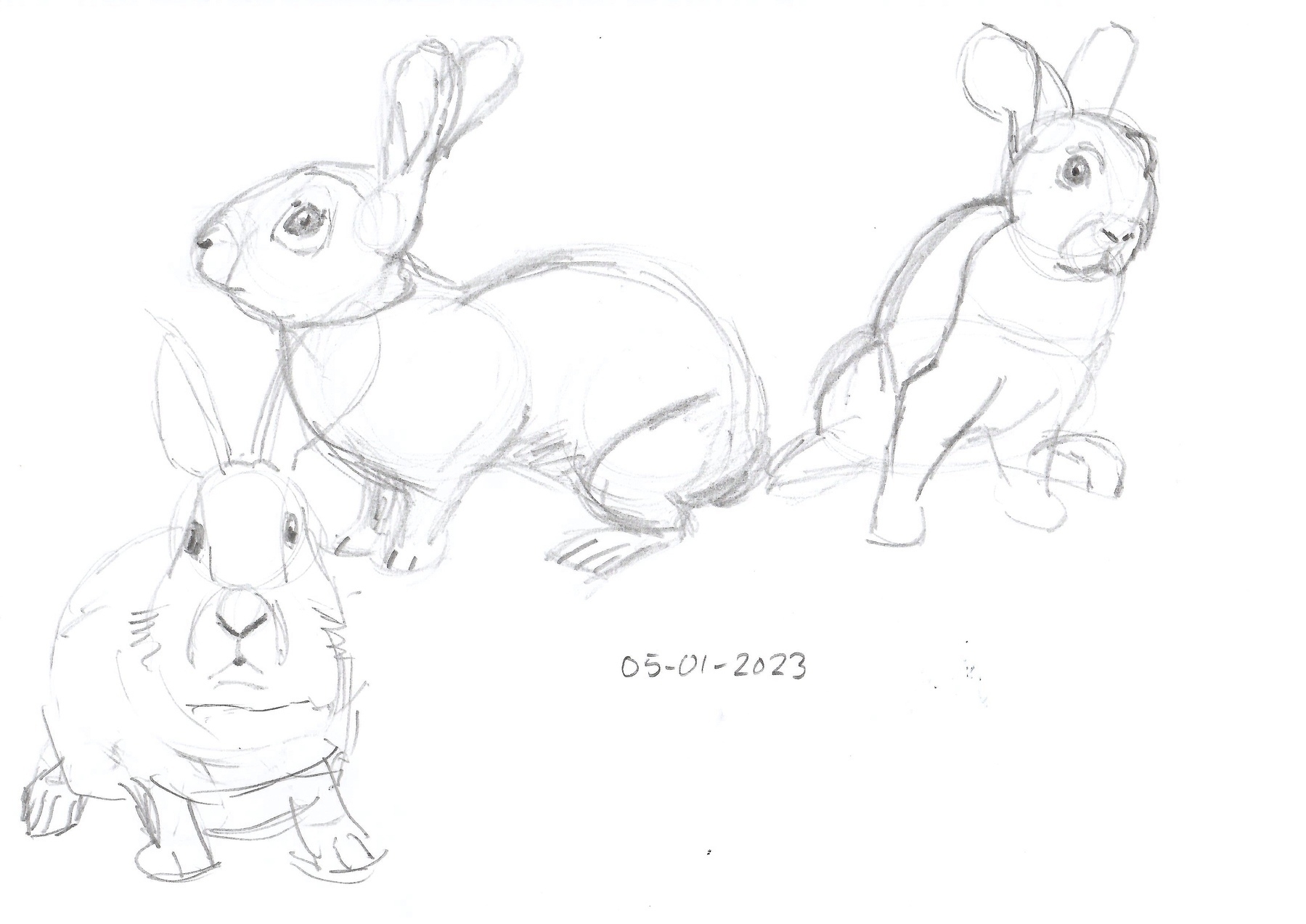 pencil sketches of rabbits