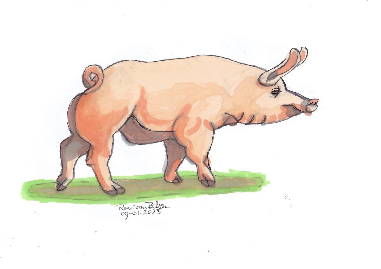 colored ballpoint pen and markers sketch of a pig