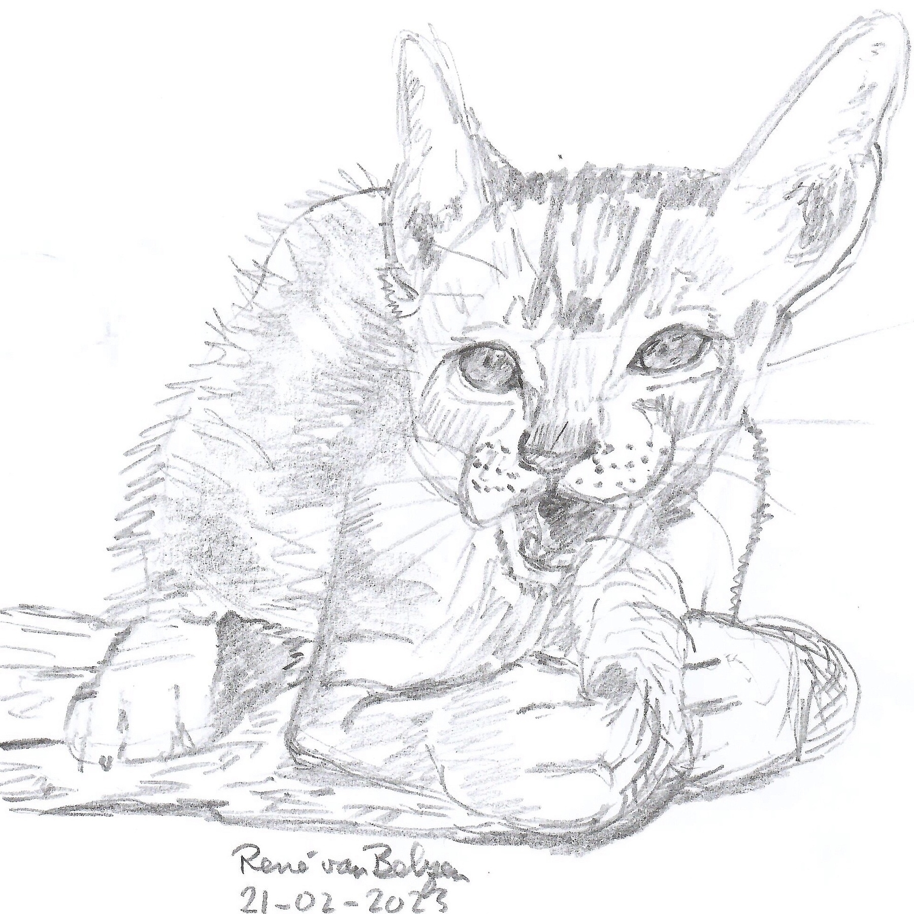 pencil sketch of kitten playing