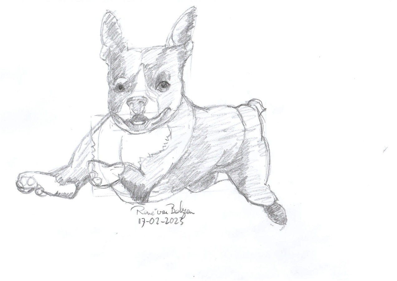 lightly shaded pencil sketch of a dog