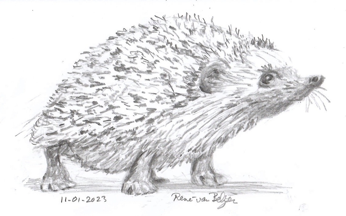 pencil sketch of a hedgehog