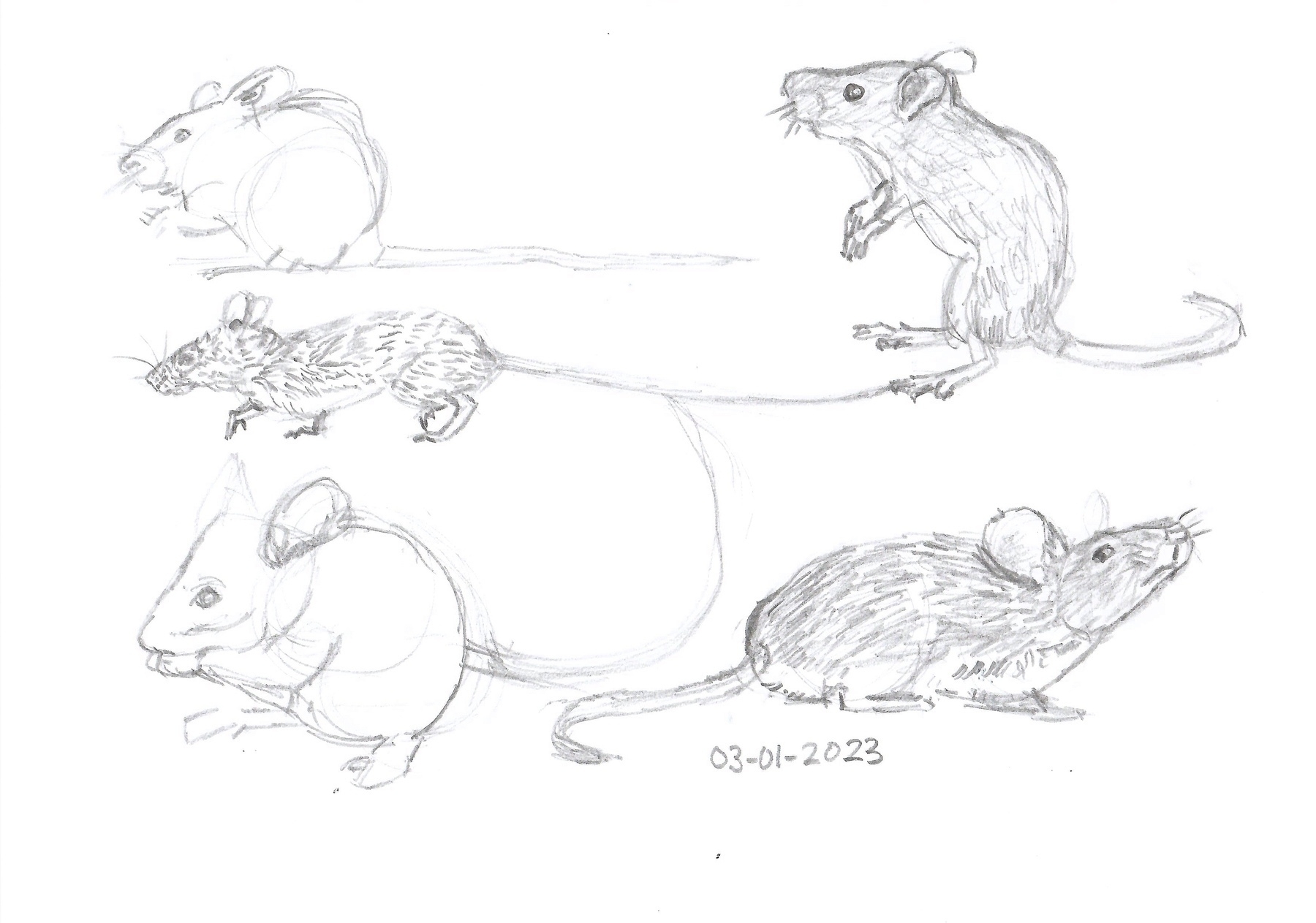 pencil sketches of mice